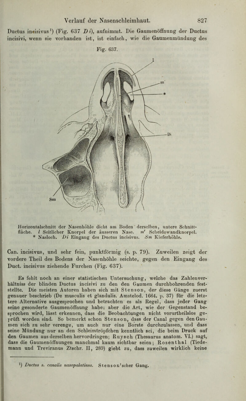 Ductus ineisivus1) (Fig. 637 Di), aufnimmt. Die Gaumenöffnung der Ductus incisivi, wenn sie vorhanden ist, ist einfach, wie die Gaumenmündung des Fig. 637. 1 Horizontalschnitt der Nasenhöhle dicht am Boden derselben, untere Schnitt- fläche. I Seitlicher Knorpel der äusseren Nase, m' Scheidewandknorpel. * Nasloch. Di Eingang des Ductus ineisivus. Sm Kieferhöhle. Can. ineisivus, und sehr fein, punktförmig (s. p. 79). Zuweilen zeigt der vordere Theil des Bodens der Nasenhöhle seichte, gegen den Eingang des Duct. ineisivus ziehende Furchen (Fig. 637). Es fehlt noch an einer statistischen Untersuchung, welche das Zahlen ver- hältniss der blinden Ductus incisivi zu den den Gaumen durchbohrenden fest- stellte. Die meisten Autoren haben sich mit Stenson, der diese Gänge zuerst genauer beschrieb (De musculis et glandulis. Amstelod. 1664. p. 37) für die letz- tere Alternative ausgesprochen und betrachten es als Regel, dass jeder Gang seine gesonderte Gaumenöffnung habe; aber die Art, wie der Gegenstand be- sprochen wird, lässt erkennen, dass die Beobachtungen nicht vorurtheilslos ge- prüft worden sind. So bemerkt schon Stenson, dass der Canal gegen den Gau- men sich zu sehr verenge, um auch nur eine Borste durchzulassen, und dass seine Mündung nur an den Schleimtröpfchen kenntlich sei, die beim Druck auf den Gaumen aus derselben hervordringen; Ruysch (Thesaurus anatom. VI.) sagt, dass die Gaumenöffnungen manchmal kaum sichtbar seien; Rosenthal (Tiede- mann und Treviranus Ztschr. II, 289) giebt zu, dass zuweilen wirklich keine 1) Ductus s. canalis nasopalatinus. Stenson’scher Gang.