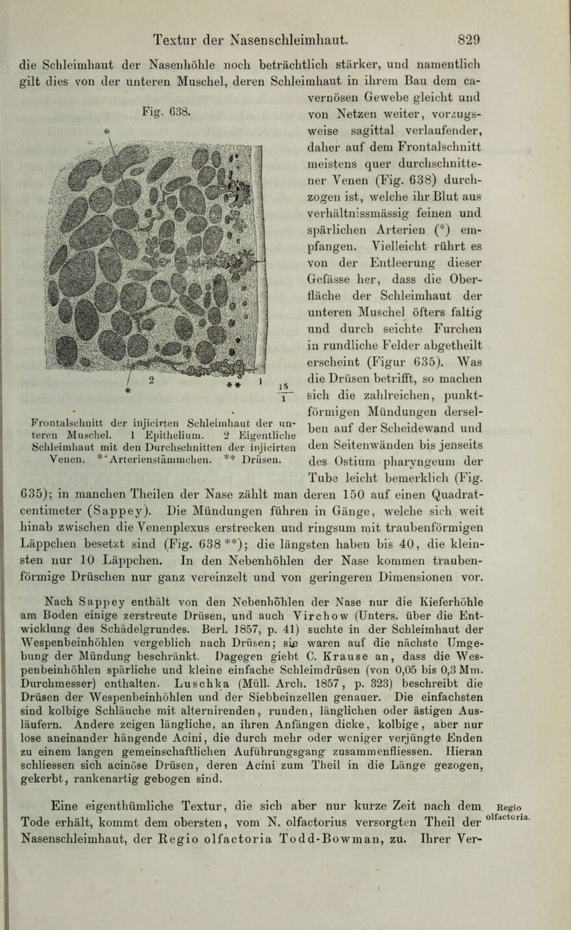 die Schleimhaut der Nasenhöhle noch beträchtlich stärker, und namentlich gilt dies von der unteren Muschel, deren Schleimhaut in ihrem Bau dem ca- vernösen Gewebe gleicht und Fig. 638. von Netzen weiter, vorzugs- * weise sagittal verlaufender, daher auf dem Frontalschnitt meistens quer durchschnitte- ner Venen (Fig. 638) durch- zogen ist, welche ihr Blut aus verhältnissmässig feinen und spärlichen Arterien (*) em- pfangen. Vielleicht rührt es von der Entleerung dieser Gefässe her, dass die Ober- fläche der Schleimhaut der unteren Muschel öfters faltig und durch seichte Furchen in rundliche Felder abgetheilt erscheint (Figur 635). Was die Drüsen betrifft, so machen sich die zahlreichen, punkt- förmigen Mündungen dersel- ben auf der Scheidewand und den Seitenwänden bis jenseits des Ostium pharyngeum der Tube leicht bemerklich (Fig. 635); in manchen Theilen der Nase zählt man deren 150 auf einen Quadrat- centimeter (Sappey). Die Mündungen führen in Gänge, welche sich weit hinab zwischen die Venenplexus erstrecken und ringsum mit traubenförmigen Läppchen besetzt sind (Fig. 638**); die längsten haben bis 40, die klein- sten nur 10 Läppchen. In den Nebenhöhlen der Nase kommen trauben- förmige Drüschen nur ganz vereinzelt und von geringeren Dimensionen vor. 15 Frontalschnitt der injicirten Schleimhaut der un- teren Muschel. 1 Epitheliuni. 2 Eigentliche Schleimhaut mit den Durchschnitten der injicirten Venen. **Arterienstämmchen. ** Drüsen. Nach Sappey enthält von den Nebenhöhlen der Nase nur die Kieferhöhle am Boden einige zerstreute Drüsen, und auch Virchow (Unters, über die Ent- wicklung des Schädelgrundes. Berl. 1857, p. 41) suchte in der Schleimhaut der Wespenbeinhöhlen vergeblich nach Drüsen; sie waren auf die nächste Umge- bung der Mündung beschränkt. Dagegen giebt C. Krause an, dass die Wes- penbeinhöhlen spärliche und kleine einfache Schleimdrüsen (von 0,05 bis 0,3 Mm. Durchmesser) enthalten. Luschka (Müll. Arch. 1857, p. 323) beschreibt die Drüsen der Wespenbeinhöhlen und der Siebbeinzellen genauer. Die einfachsten sind kolbige Schläuche mit alternirenden, runden, länglichen oder ästigen Aus- läufern. Andere zeigen längliche, an ihren Anfängen dicke, kolbige, aoer nur lose aneinander hängende Acini, die durch mehr oder weniger verjüngte Enden zu einem langen gemeinschaftlichen Auführungsgang zusammenfliessen. Hieran schliessen sich acinöse Drüsen, deren Acini zum Theil in die Länge gezogen, gekerbt, rankenartig gebogen sind. Eine eigenthümliche Textur, die sich aber nur kurze Zeit nach dem Regio Tode erhält, kommt dem obersten, vom N. olfactorius versorgten Theil der olfactona- Nasenschleimhaut, der Regio olfactoria Todd-Bowman, zu. Ihrer Ver-