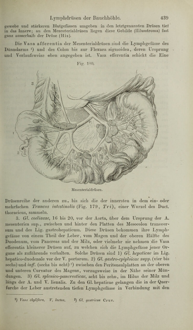 gewebe und stärkeren Blutgefässen umgeben in den letztgenannten Drüsen tiet in das Innere; an den Mesenterialdrüsen liegen diese Gebilde (Hilusstroma) fast ganz ausserhalb der Drüse (His). Die Yasa afferentia der Mesenterialdrüsen sind die Lymphgefässe des Dünndarms J) und des Colon bis zur Flexura sigmoidea, deren Ursprung und Verlaufs weise oben angegeben ist. Yasa efferentia schickt die Eine Fig. 180. Mesenterial drüsen. Drüsenreihe der anderen zu, bis sich die der innersten in dem ein- oder mehrfachen Truncus intestinalis (Fig. 179, Tri), einer Wurzel des Duct. thoracicus, sammeln. 3. Gl. coeliacae, 16 bis 20, vor der Aorta, über dem Ursprung der A. mesenterica sup., zwischen und hinter den Platten des Mesocolon transver- sum und des Lig. gastrohepaticum. Diese Drüsen bekommen ihre Lymph- gefässe von einem Theil der Leber, vom Magen und der oberen Hälfte des Duodenum, vom Pancreas und der Milz, oder vielmehr sie nehmen die Yasa efferentia kleinerer Drüsen auf, zu welchen sich die Lymphgefässe jener Or- gane als zuführende verhalten. Solche Drüsen sind 1) G\. hepaticae im Lig. hepatico-duodenale vor der Y. portarum. 2) Gl. gastro-epiploicae supp, (vier bis sechs) und inff. (sechs bis acht) -) zwischen den Peritonealplatten an der oberen und unteren Curvatur des Magens, vorzugsweise in der Nähe seiner Mün- dungen. 3) Gl. splenico-pancreaticae, acht bis zehn, im Hilus der Milz und längs der A. und V. lienalis. Zu den Gl. hepaticae gelangen die in der Quer- furche der Leber austretenden tiefen Lymphgefässe in Verbindung mit den 0 Vasa chylifera. V. lactea. 2) Gl. gastricae Cr uv.