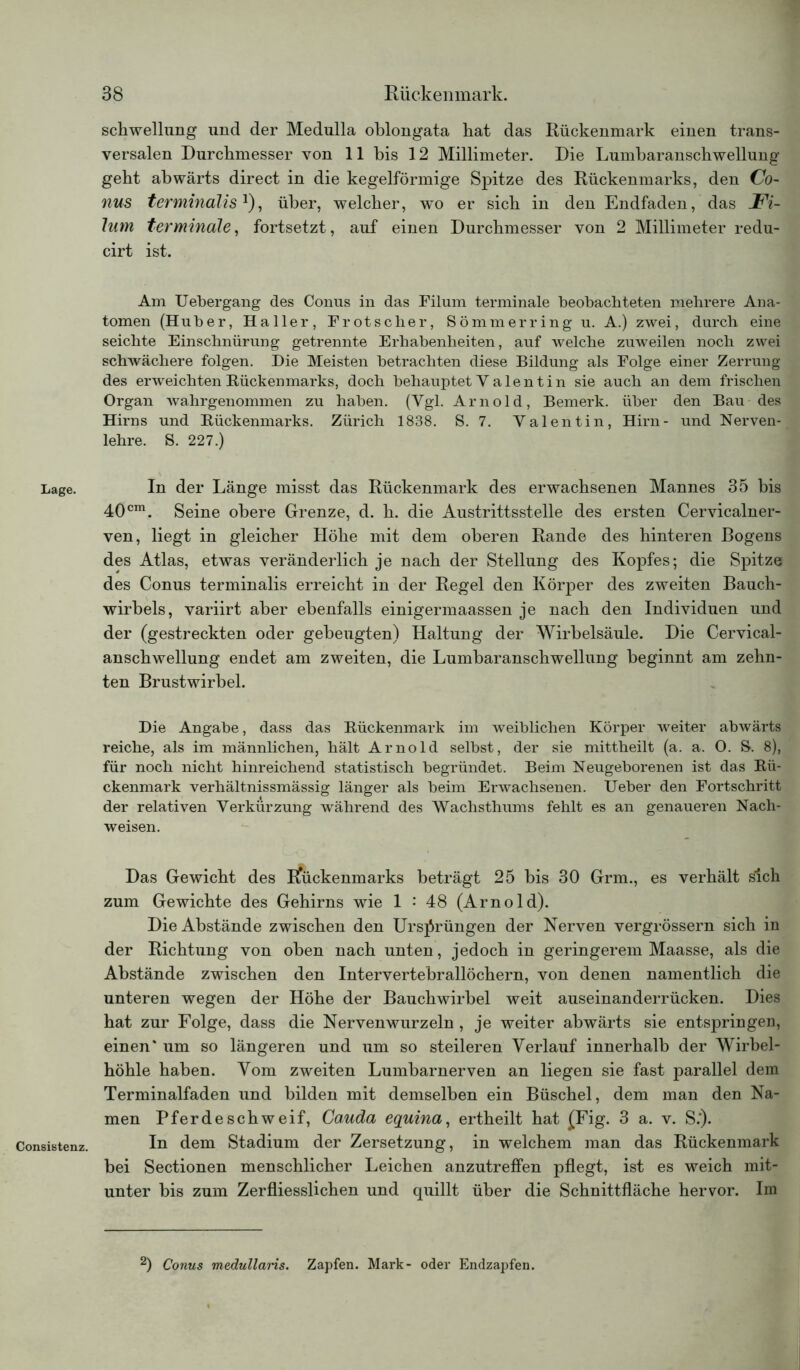 Lage. Consistenz. Schwellung und der Medulla oblongata hat das Rückenmark einen trans- versalen Durchmesser von 11 bis 12 Millimeter. Die Lumbaranschwellung geht abwärts direct in die kegelförmige Spitze des Rückenmarks, den Co- nus terminalisJ), über, welcher, w'o er sich in den Endfaden, das Fi- lum terminale, fortsetzt, auf einen Durchmesser von 2 Millimeter redu- cirt ist. Am Uebergang des Conus in das Filum terminale beobachteten mehrere Ana- tomen (Huber, Haller, Fr ot sc her, Sommer ring u. A.) zwei, durch eine seichte Einschnürung getrennte Erhabenheiten, auf welche zuweilen noch zwei schwächere folgen. Die Meisten betrachten diese Bildung als Folge einer Zerrung des erweichten Rückenmarks, doch behauptet V a 1 e n t i n sie auch an dem frischen Organ wahrgenommen zu haben. (Vgl. Arnold, Bemerk, über den Bau des Hirns und Rückenmarks. Zürich 1838. S. 7. Valentin, Hirn- und Nerven- lehre. S. 227.) In der Länge misst das Rückenmark des erwachsenen Mannes 35 bis 40cm. Seine obere Grenze, d. h. die Austrittsstelle des ersten Cervicalner- ven, liegt in gleicher Höhe mit dem oberen Rande des hinteren Bogens des Atlas, etwas veränderlich je nach der Stellung des Kopfes; die Spitze des Conus terminalis erreicht in der Regel den Körper des zweiten Bauch- wirbels, variirt aber ebenfalls einigermaassen je nach den Individuen und der (gestreckten oder gebeugten) Haltung der Wirbelsäule. Die Cervical- anschwellung endet am zweiten, die Lumbaranschwellung beginnt am zehn- ten Brustwirbel. Die Angabe, dass das Rückenmark im weiblichen Körper weiter abwärts reiche, als im männlichen, hält Arnold selbst, der sie mittheilt (a. a. 0. S. 8), für noch nicht hinreichend statistisch begründet. Beim Neugeborenen ist das Rü- ckenmark verhältnissmässig länger als beim Erwachsenen. Ueber den Fortschritt der relativen Verkürzung während des Wachsthums fehlt es an genaueren Nach- weisen. Das Gewicht des Rückenmarks beträgt 25 bis 30 Grm., es verhält sich zum Gewichte des Gehirns wie 1 •* 48 (Arnold). Die Abstände zwischen den Ursprüngen der Nerven vergrössern sich in der Richtung von oben nach unten, jedoch in geringerem Maasse, als die Abstände zwischen den Intervertebrallöchern, von denen namentlich die unteren wegen der Höhe der Bauchwirbel weit auseinanderrücken. Dies hat zur Folge, dass die Nervenwurzeln, je weiter abwärts sie entspringen, einen* um so längeren und um so steileren Verlauf innerhalb der Wirbel- höhle haben. Vom zweiten Lumbarnerven an liegen sie fast parallel dem Terminalfaden und bilden mit demselben ein Büschel, dem man den Na- men Pferde schw eif, Cauda equina, ertheilt hat (Fig. 3 a. v. S.‘). In dem Stadium der Zersetzung, in welchem man das Rückenmark bei Sectionen menschlicher Leichen anzutreffen pflegt, ist es weich mit- unter bis zum Zerfliesslichen und quillt über die Schnittfläche hervor. Im 2) Conus medullaris. Zapfen. Mark- oder Endzapfen.