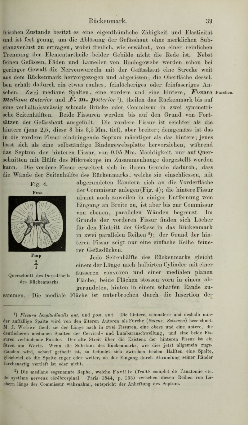 frischen Zustande besitzt es eine eigentümliche Zähigkeit und Elasticität und ist fest genug, um die Ablösung der Gefässhaut ohne merklichen Sub- stanzverlust zu ertragen, wobei freilich, wie erwähnt, von einer reinlichen Trennung der Elementartheile beider Gebilde nicht die Rede ist. Nebst feinen Gefässen, Fäden und Lamellen von Bindegewebe werden schon bei geringer Gewalt die Nervenwurzeln mit der Gefässhaut eine Strecke weit aus dem Rückenmark hervorgezogen und abgerissen; die Oberfläche dessel- ben erhält dadurch ein etwas rauhes, feinlöcheriges oder feinfaseriges An- sehen. Zwei mediane Spalten, eine vordere und eine hintere, Fissura Furchen. mediana Ctnterior und F. 7fl, posterior Q, theilen das Rückenmark bis auf eine verhältnissmässig schmale Brücke oder Commissur in zwei symmetri- sche Seitenhälften. Beide Fissuren werden bis auf den Grund von Fort- sätzen der Gefässhaut ausgefüllt. Die vordere Fissur ist seichter als die hintere (jene 2,5, diese 3 bis 3,5 Mm. tief), aber breiter; demgemäss ist das in die vordere Fissur eindringende Septum mächtiger als das hintere; jenes lässt sich als eine selbständige Bindegewebsplatte hervorziehen, während das Septum der hinteren Fissur, von 0,05 Mm. Mächtigkeit, nur auf Quer- schnitten mit Hülfe des Mikroskops im Zusammenhänge dargestellt werden kann. Die vordere Fissur erweitert sich in ihrem Grunde dadurch, dass die Wände der Seitenhälfte des Rückenmarks, welche sie einschliessen, mit abgerundeten Rändern sich an die Vorderfläche der Commissur anlegen(Fig. 4); die hintere Fissur nimmt auch zuweilen in einiger Entfernung vom Eingang an Breite zu, ist aber bis zur Commissur von ebenen, parallelen Wänden begrenzt. Im Grunde der vorderen Fissur finden sich Löcher für den Eintritt der Gefässe in das Rückenmark in zwei parallelen Reihen * 2); der Grund der hin- teren Fissur zeigt nur eine einfache Reihe feine- rer Gefässlücken. FmP Jede Seitenhälfte des Rückenmarks gleicht j einem der Länge nach halbirten Cylinder mit einer ~ , ... , ^ äusseren convexen und einer medialen planen Querschnitt des Dorsaltheils ± des Rückenmarks. Fläche; beide Flächen stossen vorn m einem ab- gerundeten, hinten in einem scharfen Rande zu- sammen. Die mediale Fläche ist unterbrochen durch die Insertion der Fig. 4. Fma J) Fissura longitudinalis ant. und post. aut. Die hintere, schmalere und deshalb min- der auftällige Spalte wird von den älteren Autoren als Furche (Sulcus, Scissura) bezeichnet. M. J. Weber theilt sie der Länge nach in zwei Fissuren, eine obere und eine untere, die deutlicheren medianen Spalten der Cervical- und Lumbaranschwellung, und eine beide Fis- suren verbindende Furche. Der alte Streit über die Existenz der hinteren Fissur ist ein Streit um Worte. Wenn die Substanz des Rückenmarks, wie dies jetzt allgemein zuge- standen wird, scharf getheilt ist, so befindet sich zwischen beiden Hälften eine Spalte, gleichviel ob die Spalte enger oder weiter, ob der Eingang durch Abrundung seiner Ränder furchenartig vertieft ist oder nicht. 2) Die mediane sogenannte Raphe, welche Foville (Traite complet de l’anatomie etc. du Systeme nerveux cerebrospinal. Paris 1844, p. 133) zwischen diesen Reihen von Lö- chern längs der Commissur wahrnahm, entspricht der Anheftung des Septum.