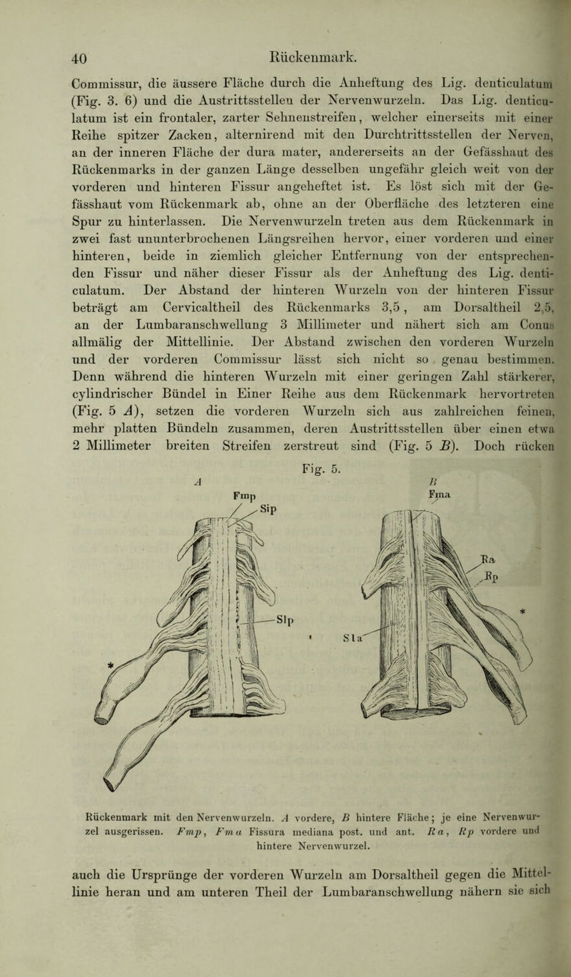 Commissur, die äussere Fläche durch die Anheftung des Lig. denticulatum (Fig. 3. 6) und die Austrittsstellen der Nervenwurzeln. Das Lig. denticu- latum ist ein frontaler, zarter Sehnenstreifen, welcher einerseits mit einer Reihe spitzer Zacken, alternirend mit den Durchtrittsstellen der Nerven, an der inneren Fläche der dura mater, andererseits an der Gefässhaut des Rückenmarks in der ganzen Länge desselben ungefähr gleich weit von der vorderen und hinteren Fissur angeheftet ist. Es löst sich mit der Ge- fässhaut vom Rückenmark ab, ohne an der Oberfläche des letzteren eine Spur zu hinterlassen. Die Nervenwurzeln treten aus dem Rückenmark in zwei fast ununterbrochenen Längsreihen hervor, einer vorderen und einer hinteren, beide in ziemlich gleicher Entfernung von der entsprechen- den Fissur und näher dieser Fissur als der Anheftung des Lig. denti- culatum. Der Abstand der hinteren Wurzeln von der hinteren Fissur beträgt am Cervicaltheil des Rückenmarks 3,5, am Dorsaltheil 2,5, an der Lumbaranschwellung 3 Millimeter und nähert sich am Conus allmälig der Mittellinie. Der Abstand zwischen den vorderen Wurzeln und der vorderen Commissur lässt sich nicht so genau bestimmen. Denn während die hinteren Wurzeln mit einer geringen Zahl stärkerer, cylindrischer Bündel in Einer Reihe aus dem Rückenmark hervortreten (Fig. 5 A), setzen die vorderen Wurzeln sich aus zahlreichen feinen, mehr platten Bündeln zusammen, deren Austrittsstellen über einen etwa 2 Millimeter breiten Streifen zerstreut sind (Fig. 5 B). Doch rücken Fig. 5. A B Fmp Fma Rückenmark mit den Nervenwurzeln. A vordere, B hintere Flache; je eine Nervenwur- zel ausgerissen. Fmp, Fm a Fissura mediana post, und ant. R a, Rp vordere und hintere Nervenwurzel. auch die Ursprünge der vorderen Wurzeln am Dorsaltheil gegen die Mittel- linie heran und am unteren Theil der Lumbaranschwellung nähern sie sich