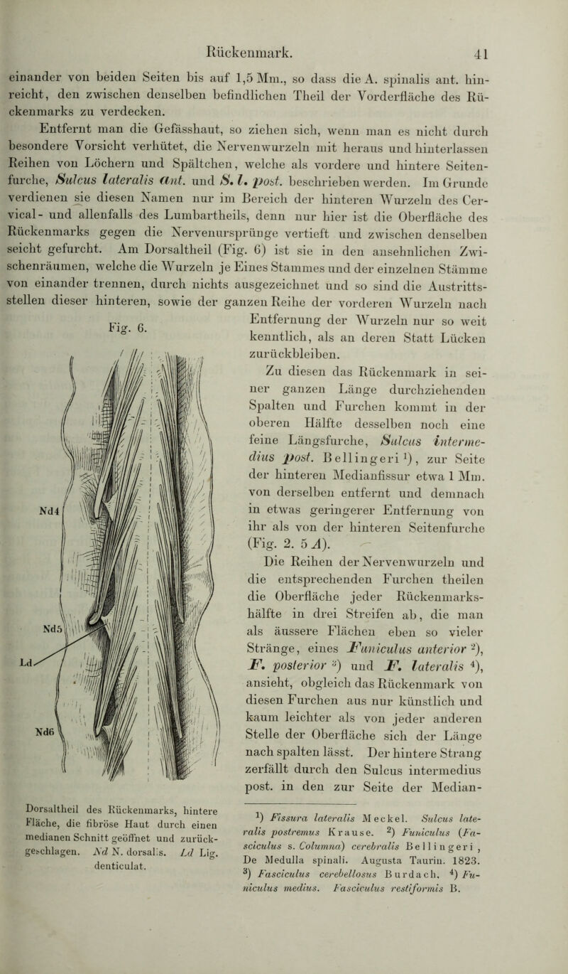 einander von beiden Seiten bis auf 1,5 Mm., so dass die A. spinalis ant. hin- reicht, den zwischen denselben befindlichen Theil der Vorderfläche des Rü- ckenmarks zu verdecken. Entfernt man die Gefässhaut, so ziehen sich, wenn man es nicht durch besondere Vorsicht verhütet, die Nervenwurzeln mit heraus und hinterlassen Reihen von Löchern und Spältchen, welche als vordere und hintere Seiten- furche, Sulcus lateralis ant. und S. I. post, beschrieben werden. Im Grunde verdienen sie diesen Namen nur im Bereich der hinteren Wurzeln des Cer- vical- und allenfalls des Lumbartheils, denn nur hier ist die Oberfläche des Rückenmarks gegen die Nervenursprünge vertieft und zwischen denselben seicht gefurcht. Am Dorsaltheil (Fig. 6) ist sie in den ansehnlichen Zwi- schenräumen, welche die Wurzeln je Eines Stammes und der einzelnen Stämme von einander trennen, durch nichts ausgezeichnet und so sind die Austritts- stellen dieser hinteren, sowie der ganzen Reihe der vorderen Wurzeln nach Fig. 6. Dorsaltheil des Rückenmarks, hintere Fläche, die fibröse Haut durch einen medianen Schnitt geöffnet und zurück- geschlagen. Fd N. dorsalis. Ld Lig. denticulat. Entfernung der Wurzeln nur so weit kenntlich, als an deren Statt Lücken Zurückbleiben. Zu diesen das Rückenmark in sei- ner ganzen Länge durchziehenden Spalten und Furchen kommt in der oberen Hälfte desselben noch eine feine Längsfurche, Sulcus interme- dius post. B ellingeri, zur Seite der hinteren Medianfissur etwa 1 Mm. von derselben entfernt und demnach in etwas geringerer Entfernung von ihr als von der hinteren Seitenfurche (Fig. 2. 5 A). Die Reihen der Nerven wurzeln und die entsprechenden Furchen theilen die Oberfläche jeder Rückenmarks- hälfte in drei Streifen ab, die man als äussere Flächen eben so vieler Stränge, eines Funiculus anterior1 2 3), F. posterior und F, lateralis 4), ansieht, obgleich das Rückenmark von diesen Furchen aus nur künstlich und kaum leichter als von jeder anderen Stelle der Oberfläche sich der Länge nach spalten lässt. Der hintere Strang zerfällt durch den Sulcus intermedius post, in den zur Seite der Median- 1) Fissura lateralis Meckel. Sulcus late- ralis postremus Krause. 2) Funiculus (Fa- sciculus s. Columna) cerebralis Bellingeri , De Medulla spinali. Augusta Taurin. 1823. 3) Fasciculus cerebellosus Bur dach, 4) Fu- niculus medius. Fasciculus restiformis B.