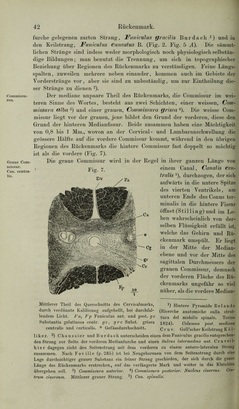 Commissu- ren. Graue Com- missur. Cau. centra- lis. furche gelegenen zarten Strang, JFunicülus gracilis Bur dach J) und in den Keilstrang, JFuniculus Cuneatus B. (Fig. 2. Fig. 5 A). Die sämmt- lichen Stränge sind indess weder morphologisch noch physiologisch selbstän- dige Bildungen; man benutzt die Trennung, um sich in topographischer Beziehung über Regionen des Rückenmarks zu verständigen. Feine Längs- spalten, zuweilen mehrere neben einander, kommen auch im Gebiete der Yorderstränge vor, aber sie sind zu unbeständig, um zur Eintheilung die- ser Stränge zu dienen 2). Der mediane unpaare Theil des Rückenmarks, die Commissur im wei- teren Sinne des Wortes, besteht aus zwei Schichten, einer weissen, (Jom- missura oAba 3) und einer grauen, (Jommissura grisea4). Die weisse Com- missur liegt vor der grauen, jene bildet den Grund der vorderen, diese den Grund der hinteren Medianfissur. Beide zusammen haben eine Mächtigkeit von 0,8 bis 1 Mm., wovon an der Cervical- und Lumbaranschwellung die grössere Hälfte auf die vordere Commissur kommt, während in den übrigen Regionen des Rückenmarks die hintere Commissur fast doppelt so mächtig ist als die vordere (Fig. 7). Die graue Commissur wird in der Regel in ihrer ganzen Länge von einem Canal, Canalis Cen- tralis 5), durchzogen, der sich aufwärts in die untere Spitze des vierten Ventrikels, am unteren Ende des Conus ter- minalis in die hintere Fissur öffnet (Stilling) und im Le- ben wahrscheinlich von der- selben Flüssigkeit erfüllt ist, welche das Gehirn und Rü- ckenmark umspült. Er liegt in der Mitte der Median- ebene und vor der Mitte des sagittalen Durchmessers der grauen Commissur, demnach der vorderen Fläche des Rü- ckenmarks ungefähr so viel näher, als die vordere Median- Mittlerer Theil des Querschnitts des Cervicalmarks, l) Hintere Pyramide Rolando durch verdünnte Kalilösung aufgehellt, bei durchfal- (Ricerche anatomiche sulla strut- lendem Licht. Fa, Fp Funiculus ant. und post, gc tura del midollo spinale. Torino Substantia gelatinosa centr. gc, grc Subst. grisea 1824). Columna post, mediana centralis und corticalis. * Gefässdurchschnitt. Cr uv. Goll’scher Keilstrang Kol- li k e r. 2) Chaussier und Bur dach unterscheiden einen demFuniculus gracilisentsprechen- den Strang zur Seite der vorderen Medianfurche und einen Sulcus intermedms ant. Cruveil- h i e r dagegen zieht den Seitenstrang mit dem vorderen zu einem antero-lateralen Strang zusammen. Nach Foville (p. 285) ist bei Neugeborenen von dem Seitenstrang durch eine Lage durchsichtiger grauer Substanz ein feiner Strang geschieden, der sich durch die ganze Länge des Rückenmarks erstrecken, auf das verlängerte Mark und weiter in das Kleinhirn übergehen soll. 3) Commissura anterior. 4) Commissura posterior. Nucleus cinereus. Cen- trum cinereum. Mittlerer grauer Strang. 5) Can. spinalis.