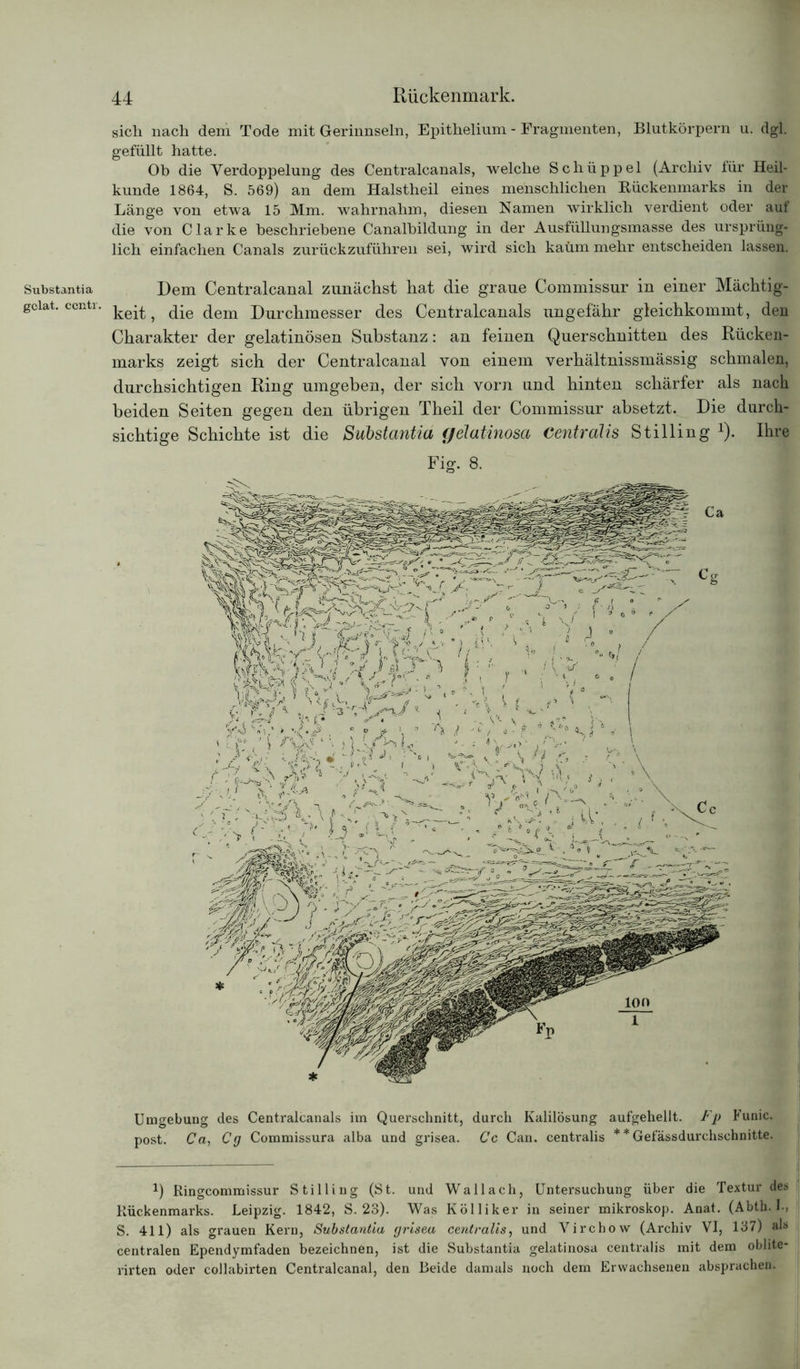 Substantia gclat. ecntr. 44 Rückenmark. sich nach dem Tode mit Gerinnseln, Epithelium - Fragmenten, Blutkörpern u. dgl. gefüllt hatte. Oh die Verdoppelung des Centralcanals, welche Schüppel (Archiv für Heil- kunde 1864, S. 569) an dem Halstheil eines menschlichen Bückenmarks in der Länge von etwa 15 Mm. wahrnahm, diesen Namen wirklich verdient oder auf die von Clarke beschriebene Canalbildung in der Ausfüllungsmasse des ursprüng- lich einfachen Canals zurückzuführen sei, wird sich kaum mehr entscheiden lassen. Dem Centralcanal zunächst hat die graue Commissur in einer Mächtig- keit, die dem Durchmesser des Centralcanals ungefähr gleichkommt, den Charakter der gelatinösen Substanz: an feinen Querschnitten des Rücken- marks zeigt sich der Centralcanal von einem verhältnissmässig schmalen, durchsichtigen Ring umgeben, der sich vorn und hinten schärfer als nach beiden Seiten gegen den übrigen Theil der Commissur absetzt. Die durch- sichtige Schichte ist die Substantia gelatinosa Centralis Stilling Q. Ihre Fig. 8. Umgebung des Centralcanals im Querschnitt, durch Kalilösung aufgehellt. Fp Funic. post. Ca, Cg Commissura alba und grisea. Cc Can. centralis * * Gefässdurchschnitte. t) Ringcommissur Stilling (St. und Wallach, Untersuchung über die Textur des Rückenmarks. Leipzig. 1842, S. 23). Was Kölliker in seiner mikroskop. Anat. (Abth. I., S. 411) als grauen Kern, Substantia grisea centralis, und Virchow (Archiv VI, 137) ah centralen Ependymfaden bezeichnen, ist die Substantia gelatinosa centralis mit dem oblite- rirten oder collabirten Centralcanal, den Beide damals noch dem Erwachsenen absprachen.