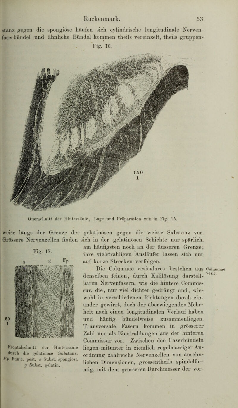 stanz gegen die spongiöse häufen sich cylindrische longitudinale Nerven- faserbündel und ähnliche Bündel kommen theils vereinzelt, theils gruppen- Fig. IG. Querschnitt der Hintersäule, Lage und Präparation wie in Fig. 15. weise längs der Grenze der gelatinösen gegen die weisse Substanz vor. Grössere Nervenzellen finden sich in der gelatinösen Schichte nur spärlich, am häufigsten noch an der äusseren Grenze; ihre vielstrabligen Ausläufer lassen sich nur auf kurze Strecken verfolgen. Die Columnae vesiculares bestehen aus Columnae denselben feinen, durch Kalilösung darstell- baren Nervenfasern, wie die hintere Coramis- sur, die, nur viel dichter gedrängt und, wie- wohl in verschiedenen Richtungen durch ein- ander gewirrt, doch der überwiegenden Mehr- heit nach einen longitudinalen Verlauf haben 60 1 Frontalschnitt der Hintersäule durch die gelatinöse Substanz. Fp Funic. post, s Sübst. spongiosa g Subst. gelatin. und häufig bündelweise zusammenliegen. Transversale Fasern kommen in grösserer Zahl nur als Einstrahlungen aus der hinteren Commisstir vor. Zwischen den Faserbündeln liegen mitunter in ziemlich regelmässiger An- ordnung zahlreiche Nervenzellen von ansehn- lichen Dimensionen, grossentheils spindelför- mig, mit dem grösseren Durchmesser der vor-