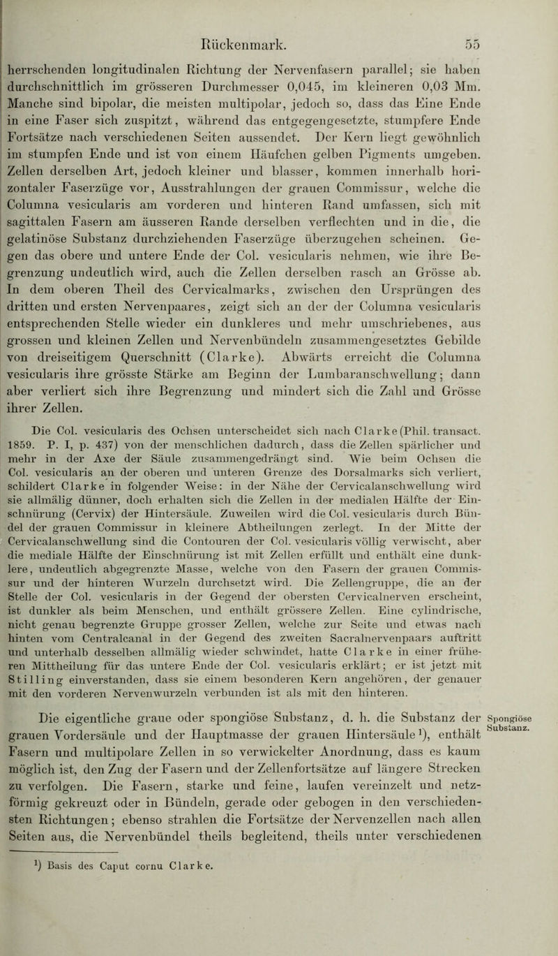 herrschenden longitudinalen Richtung der Nervenfasern parallel; sie haben durchschnittlich im grösseren Durchmesser 0,045, im kleineren 0,03 Mm. Manche sind bipolar, die meisten multipolar, jedoch so, dass das Eine Ende in eine Faser sich zuspitzt, während das entgegengesetzte, stumpfere Ende Fortsätze nach verschiedenen Seiten aussendet. Der Kern liegt gewöhnlich im stumpfen Ende und ist von einem Häufchen gelben Pigments umgeben. Zellen derselben Art, jedoch kleiner und blasser, kommen innerhalb hori- zontaler Faserzüge vor, Ausstrahlungen der grauen Commissur, welche die Columna vesicularis am vorderen und hinteren Rand umfassen, sich mit sagittalen Fasern am äusseren Rande derselben verflechten und in die, die gelatinöse Substanz durchziehenden Faserzüge überzugehen scheinen. Ge- gen das obere und untere Ende der Col. vesicularis nehmen, wie ihre Be- grenzung undeutlich wird, auch die Zellen derselben rasch an Grösse ab. In dem oberen Theil des Cervicalmarks, zwischen den Ursprüngen des dritten und ersten Nervenpaares, zeigt sich an der der Columna vesicularis entsprechenden Stelle wieder ein dunkleres und mehr umschriebenes, aus grossen und kleinen Zellen und Nervenbündeln zusammengesetztes Gebilde von dreiseitigem Querschnitt (Clarke). Abwärts erreicht die Columna vesicularis ihre grösste Stärke am Beginn der Lumbaranschwellung; dann aber verliert sich ihre Begrenzung und mindert sich die Zahl und Grösse ihrer Zellen. Die Col. vesicularis des Ochsen unterscheidet sich nach Clarke (Phil, transact. 1859. P. I, p. 437) von der menschlichen dadurch, dass die Zellen spärlicher und mehr in der Axe der Säule zusammengedrängt sind. Wie heim Ochsen die Col. vesicularis an der oberen und unteren Grenze des Dorsalmarks sich verliert, schildert Clarke in folgender Weise: in der Nähe der Cervicalanschwellung wird sie allmälig dünner, doch erhalten sich die Zellen in der medialen Hälfte der Ein- schnürung (Cervix) der Hintersäule. Zuweilen wird die Col. vesicularis durch Bün- del der grauen Commissur in kleinere Abtheilungen zerlegt. In der Mitte der Cervicalanschwellung sind die Contouren der Col. vesicularis völlig verwischt, aber die mediale Hälfte der Einschnürung ist mit Zellen erfüllt und enthält eine dunk- lere, undeutlich abgegrenzte Masse, welche von den Fasern der grauen Commis- sur und der hinteren Wurzeln durchsetzt wird. Die Zellengruppe, die an der Stelle der Col. vesicularis in der Gegend der obersten Cervicalnerven erscheint, ist dunkler als beim Menschen, und enthält grössere Zellen. Eine cylindrische, nicht genau begrenzte Gruppe grosser Zellen, welche zur Seite und etwas nach hinten vom Centralcanal in der Gegend des zweiten Sacralnervenpaars auftritt und unterhalb desselben allmälig wieder schwindet, hatte Clarke in einer frühe- ren Mittheilung für das untere Ende der Col. vesicularis erklärt; er ist jetzt mit Stilling einverstanden, dass sie einem besonderen Kern angehören, der genauer mit den vorderen Nervenwurzeln verbunden ist als mit den hinteren. Die eigentliche graue oder spongiöse Substanz, d. h. die Substanz der grauen Vordersäule und der Hauptmasse der grauen Hintersäule1), enthält Fasern und multipolare Zellen in so verwickelter Anordnung, dass es kaum möglich ist, den Zug der Fasern und der Zellenfortsätze auf längere Strecken zu verfolgen. Die Fasern, starke und feine, laufen vereinzelt und netz- förmig gekreuzt oder in Bündeln, gerade oder gebogen in den verschieden- sten Richtungen; ebenso strahlen die Fortsätze der Nervenzellen nach allen Seiten aus, die Nervenbündel theils begleitend, theils unter verschiedenen Spongiöse Substanz. *) Basis des Caput cornu Clarke.