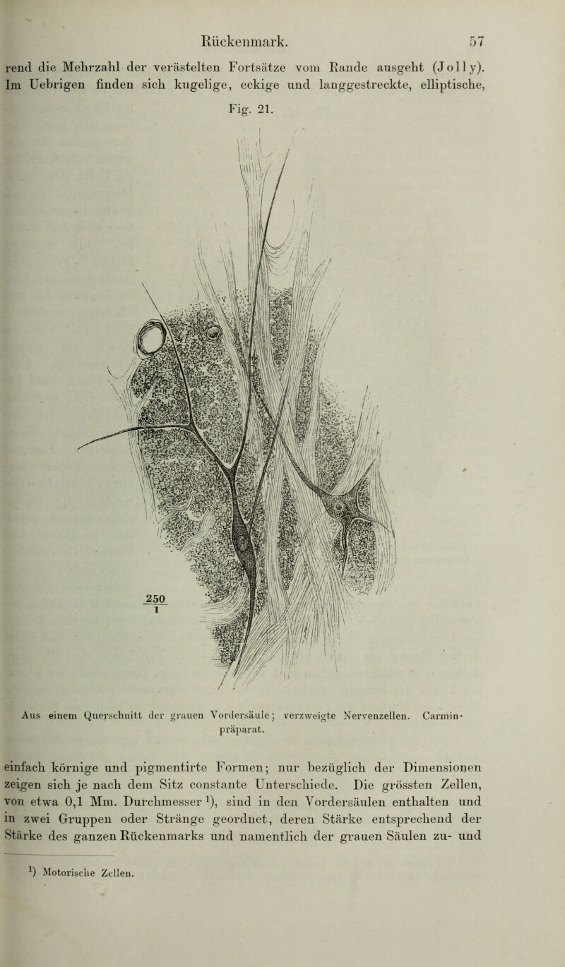 rend die Mehrzahl der verästelten Fortsätze vom Rande ausgeht (Jolly). Im Uebrigen finden sich kugelige, eckige und langgestreckte, elliptische, Fig. 21. Aus einem Querschnitt der grauen Vordersäule; verzweigte Nervenzellen. Carmin- präparat. einfach körnige und pigmentirte Formen; nur bezüglich der Dimensionen zeigen sich je nach dem Sitz constante Unterschiede. Die grössten Zellen, von etwa 0,1 Mm. Durchmesser1), sind in den Vordersäulen enthalten und in zwei Gruppen oder Stränge geordnet, deren Stärke entsprechend der Stärke des ganzen Rückenmarks und namentlich der grauen Säulen zu- und J) Motorische Zellen.