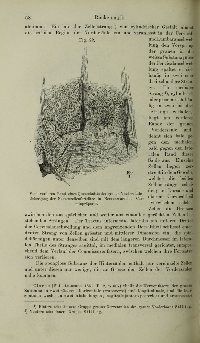 abnimmt. Ein lateraler ZellenstrangJ) von cylindrischer Gestalt nimmt die seitliche Region der Vordersäule ein und veranlasst in der Cervical- Fig. 22. und Lumbaransch wel- lung den Vorsprung der grauen in die weisse Substanz; über der Cervicalanschwel- lung spaltet er sich häufig in zwei oder drei schmalere Strän- ge. Ein medialer Strang * 2), cylindrisch oder prismatisch, häu- fig in zwei bis drei Stränge zerfallen, liegt am vorderen Rande der grauen Vordersäule und dehnt sich bald ge- gen den medialen, bald gegen den late- ralen Rand dieser Säule aus. Einzelne Zellen liegen zer- streut in dem Gewebe, welches die beiden Zellenstränge schei- det; im Dorsal- und oberen Cervicaltheil verwischen solche Zellen die Grenzen zwischen den aus spärlichen und weiter aus einander gerückten Zellen be- stehenden Strängen. Der Tractus intermedio-lateralis am unteren Drittel der Cervicalanschwellung und dem angrenzenden Dorsaltheil schliesst einen dritten Strang von Zellen grösster und mittlerer Dimension ein; die spin- delförmigen unter denselben sind mit dem längeren Durchmesser im latera- len Theile des Stranges sagittal, im medialen transversal gerichtet, entspre- chend dem Verlauf der Commissurenfasern, zwischen welchen ihre Fortsätze sich verlieren. Vom vorderen Rand eines Querschnitts der grauen Vordersäule; Uebergang der Nervenzellenfortsätze in Nervenwurzeln. Car- minpräparat. Die spongiöse Substanz der Hintersäulen enthält nur vereinzelte Zellen und unter diesen nur wenige, die an Grösse den Zellen der Vordersäulen nahe kommen. Clarke (Phil, transact. 1851. P. 2, p. 607) theilt die Nervenfasern der grauen Substanz in zwei Classen, horizontale (transverse) und longitudinale, und die hori- zontalen wieder in zwei Abtheilungen, sagittale (antero-posterior) und transversale *) Hintere oder äussere Gruppe grosser Nervenzellen des grauen Vorderhorns Stilling. 2) Vordere oder innere Gruppe Stilling.