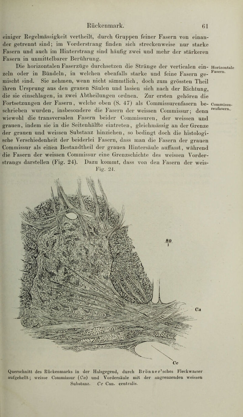 einiger Regelmässigkeit vertheilt, durch Gruppen feiner Fasern von einan- der getrennt sind; im Vorderstrang finden sich streckenweise nur starke Fasern und auch im Hinterstrang sind häufig zwei und mehr der stärkeren Fasern in unmittelbarer Berührung. Die horizontalen Faserzüge durchsetzen die Stränge der verticalen ein- zeln oder in Bündeln, in welchen ebenfalls starke und feine Fasern ge- mischt sind. Sie nehmen, wenn nicht sämmtlich, doch zum grössten Theil ihren Ursprung aus den grauen Säulen und lassen sich nach der Richtung, die sie einschlagen, in zwei Abtheilungen ordnen. Zur ersten gehören die Fortsetzungen der Fasern, welche oben (S. 47) als Commissurenfasern be- schrieben wurden, insbesondere die Fasern der weissen Commissur; denn wiewohl die transversalen Fasern beider Commissuren, der weissen und grauen, indem sie in die Seitenhälfte eintreten, gleichmässig an der Grenze der grauen und weissen Substanz hinziehen, so bedingt doch die histologi- sche Verschiedenheit der beiderlei Fasern, dass man die Fasern der grauen Commissur als einen Bestandtheil der grauen Hintersäule auffasst, während die Fasern der weissen Commissur eine Grenzschichte des weissen Vorder- strangs darstellen (Fig. 24). Dazu kommt, dass von den Fasern der weis- Fig. 24. Ce Querschnitt des Rückenmarks in der Halsgegend, durch Brönner’sches Fleckwasser aufgehellt; weisse Commissur {Ca) und Yordersäule mit der angrenzenden weissen Substanz. Cc Can. centralis. Horizontale Fasern. Commissu- renfasern.