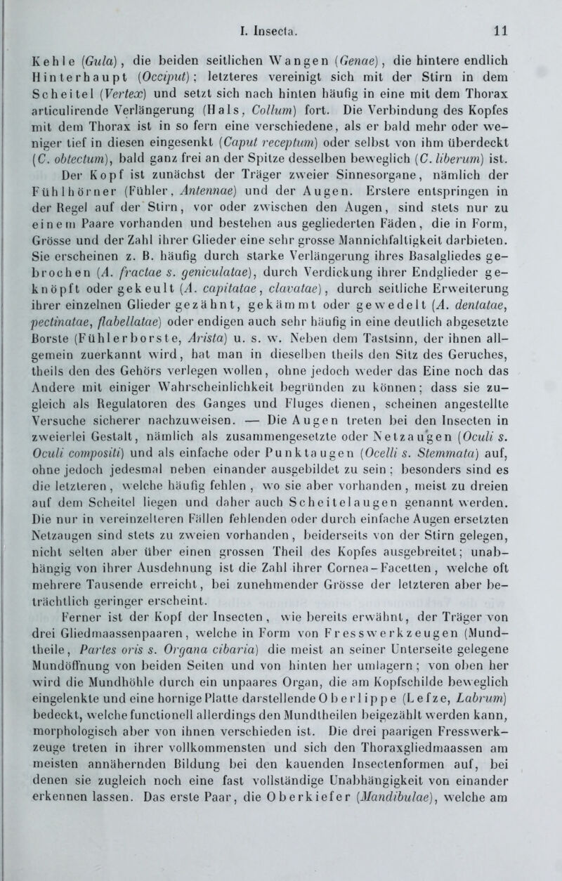 Kehle {Gula), die beiden seillichen Wangen [Genae] ^ die hintere endlich Hinterhaupt [Occiput] \ letzteres vereinigt sich mit der Stirn in dem Scheitel [Vertex] und setzt sich nach hinten häufig in eine mit dem Thorax articulirende Verlängerung (Hals^ Collum) fort. Die Verbindung des Kopfes mit dem Thorax ist in so fern eine verschiedene, als er bald mehr oder we- niger tief in diesen eingesenkt (Caput receptum) oder selbst von ihm überdeckt (C. obtectum), bald ganz frei an der Spitze desselben beweglich [C. liberum) ist. Der Kopf ist zunächst der Träger zweier Sinnesorgane, nämlich der Fühlhörner (Fühler, Antennae) und der Augen. Erslere entspringen in der Regel auf der Stirn, vor oder zwischen den Augen, sind stets nur zu einem Paare vorhanden und bestehen aus gegliederten Fäden, die in Form, Grösse und der Zahl ihrer Glieder eine sehr grosse Mannichfaltigkeit darbieten. Sie erscheinen z. B. häufig durch starke Verlängerung ihres Basalgliedes ge- brochen [A. fractae s. geniculatae), durch Verdickung ihrer Endglieder ge- knöpft oder gekeult [A. capitatae, clavatae), durch seitliche Erweiterung ihrer einzelnen Glieder gezä hnt, gekämmt oder gewedelt (A. dentatae, pectinatae, flabellatae) oder endigen auch sehr häufig in eine deutlich abgesetzte Borste (Fühlerborste, Arista) u. s. w. Neben dem Tastsinn, der ihnen all- gemein zuerkannt wird, hat man in dieselben theils den Sitz des Geruches, theils den des Gehörs verlegen wollen, ohne jedoch weder das Eine noch das Andere mit einiger Wahrscheinlichkeit begründen zu können; dass sie zu- gleich als Regulaloren des Ganges und Fluges dienen, scheinen angestellte Versuche sicherer nachzuweisen. — Die Augen treten bei den Insecten in zweierlei Gestalt, nämlich als zusammengesetzte oder Netza u'gen (Ocw/^ 5. Oculi compositi) und als einfache oder Punk taugen [Ocelli s. Stemmata) auf, ohne jedoch jedesmal neben einander ausgebildet zu sein ; besonders sind es die letzleren , welche häufig fehlen , wo sie aber vorhanden , meist zu dreien auf dem Scheitel liegen und daher auch Scheitelaugen genannt werden. Die nur in vereinzelteren Fällen fehlenden oder durch einfache Augen ersetzten Netzaugen sind stets zu zweien vorhanden, beiderseits von der Stirn gelegen, nicht selten aber über einen grossen Theil des Kopfes ausgebreitet; unab- hängig von ihrer Ausdehnung ist die Zahl ihrer Cornea - Facetten, welche oft mehrere Tausende erreicht, bei zunehmender Grösse der letzteren aber be- trächtlich geringer erscheint. Ferner ist der Kopf der Insecten, wie bereits erwähnt, der Träger von drei Gliedmaassenpaaren, welche in Form von Fr esswerk zeugen (Mund- theile, Partes oris s. Organa cibaria) die meist an seiner Unterseite gelegene Mundöffnung von beiden Seiten und von hinten her umlagern ; von oben her wird die Mundhöhle durch ein unpaares Organ, die am Kopfschilde beweglich eingelenkte und eine hornige Platte darstellende 0 b e r 1 ip p e (Lefze, Labrum) bedeckt, welche functionell allerdings den Mundlheilen beigezählt werden kann, morphologisch aber von ihnen verschieden ist. Die drei paarigen Fresswerk- zeuge treten in ihrer vollkommensten und sich den Thoraxgliedmaassen am meisten annähernden Bildung bei den kauenden Inseclenformen auf, bei denen sie zugleich noch eine fast vollständige Unabhängigkeit von einander erkennen lassen. Das erste Paar, die Oberkiefer [Mandibulae], welche am