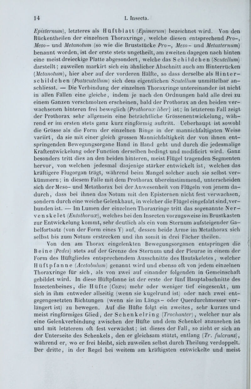 Episternim), letzteres als Hüftblatt [Epimerum] bezeichnet wird. Von den Rückentheilen der einzelnen Thoraxringe, welche diesen entsprechend Pro-, Meso- und Metanotum (so wie die Bruststücke Pro-, Meso- und MetaStenum) benannt worden, ist der erste stets ungetheilt, ana zweiten dagegen nach hinten eine uieistdreieckige Platte abgesondert, welche das Schildchen [Scutellum] darstellt; zuweilen markirt sich ein ähnlicher Abschnitt auch am Hinterrücken [Metanotum), hier aber auf der vorderen Hälfte, so dass derselbe als Hinter- schildchen {Postscutellum) sich dem eigentlichen Scutellum unmittelbar an- schliesst. — Die Verbindung der einzelnen Thoraxringe untereinander ist nicht in allen Fällen eine gleiche, indem je nach den Ordnungen bald alle drei zu einem Ganzen verschmolzen erscheinen, bald der Prothorax an den beiden ver- wachsenen hinteren frei beweglich {Prothorax Uber) ist; in letzlerem Fall zeigt der Prothorax sehr allgemein eine beträchtliche Grössenentwickelung, wäh- rend er im ersten stets ganz kurz ringförmig auftritt. Ueberhaupt ist sowohl die Grösse als die Form der einzelnen Ringe in der mannichfaltigsten Weise variirt, da sie mit einer gleich grossen Mannichfaltigkeit der von ihnen ent- springenden Bewegungsorgane Hand in Hand geht und durch die jedesmalige Kraftentw ickelung oder Function derselben bedingt und modificirt wird. Ganz besonders tritt dies an den beiden hinteren, meist Flügel tragenden Segmenten hervor, von welchen jedesmal dasjenige stärker entwickelt ist, welches das kräftigere Flugorgan trägt, während beim Mangel solcher auch sie selbst ver- kümmern; in diesem Falle mit dem Prothorax übereinstimmend, unterscheiden sich der Meso- und Metathorax bei der Anwesenheit von Flügeln von jenem da- durch, dass bei ihnen das Notum mit den Episternen nicht fest verwachsen, sondern durch eine w eiche Gelenkhaut, in welcher die Flügel eingefalzt sind, ver- bunden ist. — Im Lumen der einzelnen Thoraxringe tritt das sogenannte Ner- venskelet [Entothorax), welches bei den Insecten voizugsweise im Brustkasten zur Entwickelung kommt, sehr deutlich als ein vom Sternum aufsteigender Ga- belfortsatz (von der Form eines Y) auf, dessen beide Arme im Metathorax sich selbst bis zum Notum erstrecken und ihn somit in drei Fächer theilen. Von den am Thorax eingelenkten Bewegungsorganen entspringen die Beine [Pedes) stets auf der Grenze des Sternum und der Pleurae in einem der Form des Hüftgliedes entsprechendem Ausschnitte des Hautskeletes, welcher Hüftpfanne [Acetabulum] genannt wird und ebenso oft von jedem einzelnen Thoraxringe für sich, als von zwei auf einander folgenden in Gemeinschaft gebildet wird. In diese Hüftpfanne ist der erste der fünf Hauptabschnitte des Insectenbeines, die Hüfte {Coxa) mehr oder weniger tief eingesenkt, um sich in ihm entweder allseitig (wenn sie kugelrund ist) oder nach zwei ent- gegengesetzten Richtungen (wenn sie im Längs- oder Querdurchmesser ver- längert ist) zu bewegen. Auf die Hüfte folgt ein zw^eites, sehr kurzes und meist ringförmiges Glied, der Schenkelring [Trochanter), welcher nur als eine Gelenkverbinduns; zwischen der Hüfte und dem Schenkel anzusehen ist und mit letzterem oft fest verwächst; ist dieses der Fall, so zieht er sich an der Unterseite des Schenkels, den er gleichsam stützt, entlang [Tr. fulcrans)^ während er, wo er frei bleibt, sich zuweilen selbst durch Theilung verdoppelt. Der dritte, in der Regel bei weitem am kräftigsten entwickelte und meist