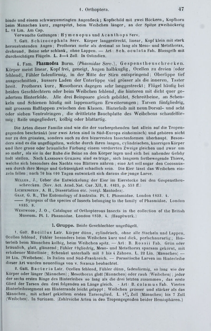 binde und einem schwarzumringten Augenfleck; Kopfschild mit zwei Höckern, Kopfhorn beim Männchen kurz, zugespitzt, beim Weibchen länger, an der Spitze zweihöckerig L. \ 8 Lin. Am Cap. Verwandte Gattungen : Hymenopus und A ca n th o p s Serv. 7. Gatt. S ch izo ce phala Serv, Körper langgestreckt, linear, Kopf klein mit stark heraustretenden Augen ; Prothorax mehr als dreimal so lang als Meso- und Metathorax, drehrund, Beine sehr schlank, ohne Lappen. — Art: S c h. o c u 1 a t a Fab. Blassgelb mit durchsichtigen Flügeln. L. 3—4 Zoll. In Ostmdien, 4. Farn. Phasmodea Burm. [Phasmidae Serv.), Gespenst he lisch recken. Körper meist linear, Kopf frei, geneigt, Augen halbkiiglig, Ocellen zu dreien (oder fehlend), Fühler fadenförmig, in der Mitte der Stirn entspringend; Oberlippe tief ausgeschnitten, äussere Laden der Unterlippe viel grösser als die inneren, Taster breit. Prothorax kurz, Mesothorax dagegen sehr langgestreckt; Flügel häufig bei beiden Geschlechtern oder beim Weibchen fehlend, die hinteren mit dicht quer ge- ädertem Hinterfelde. Alle drei Beinpaare gleich gebildet, Schreitbeine, an Schen- keln und Schienen häufig mit lappenartigen Erw-eiterungen ; Tarsen lunfgliedrig, mit grossem Haftlappen zwischen den Klauen. Hinterleib mit neun Dorsal- und aclit oder sieben Ventralringen , die drittletzte Bauchplalte des Weibchens schaufelför- mig; Raife ungegliedert, kolbig oder blattartig. Die Arten dieser Familie sind wie die der vorhergehenden fast allein auf die Tropen- gegenden beschränkt (nur zwei Arten sind in Süd-Europa einheimisch) und gehören nicht nur zu den grössten, sondern auch zu den bizarresten Insectenformen überhaupt. Beson- ders sind es die ungeflügelten, welche durch ihren langen, cylindrischen, knorrigen Körper und ihre graue oder bräunliche Färbung einem verdorrten Zweige gleichen und zwar um so mehr, als sie in der Ruhe die Beine an den Körper legen und sich bei nahender Gefahr todt stellen. Nach Lansdown Guilding sind es träge, sich langsam fortbewegende Thiere, welche sich besonders des Nachts von Blättern nähren ; eine Art soll sogar den Cocosnüs- sen durch ihre Menge und Gefrässigkeit schädlich sein. Die Eier lässt das Weibchen ein- zeln fallen ; nach 70 bis iOO Tagen entwickelt sich daraus die junge Larve. Müller, J., Ueber die Entwickelung der Eier im Eierstocke bei den Gespenstheu- schrecken. (Nov. Act. Acad.Nat. Cur. XII, 2. 1 823, p. 553 ff.) Lichtenstein, A. H., Dissertation etc. (vergl. Mantodea). Gray, G. R., The Entomology of Australia. Pt. I. Phasmidae. London 1 833. 4. Synopsis of the species of Insects belonging to the family of Phasmidae. London 1835. 8. Westwood, J. 0., Catalogue of Orlhopterous Insects in the collection of the British Museum. Pt. I. Phasmidae. London 1859. 4. (Hauptwerk.) 1. Gruppe. Beide Geschlechter ungeflügelt. 1. Gatt. Bacillus Latr. Körper dünn, cylindrisch, ohne alle Stacheln und Lappen, Ocellen fehlend, Fühler besonders beim Weibchen kurz und dick, perlschnurartig; Hin- terleib beim Männchen kolbig, beim Weibchen spitz. — Art: B. Rossii Fab. Grün oder bräunlich, glatt, glänzend ; Fühler 19gliedrig, Meso- und Metathorax sparsam gekörnt, mit erhabener Mittellinie ; Schenkel unterhalb mit 3 bis 4 Zähnen. L. 22 Lin. (Männchen) — 30 Lin. (Weibchen). In Italien und Süd-Frankreich. — Parasitische Larven im Hinterleibe dieser Art wurden neuerdings von v. Siebold beobachtet. 2. Gatt. Bacteria Latr. Ocellen fehlend, Fühler dünn, fadenförmig, so lans, wie der Körper oder länger (Männchen) ; Mesothorax glatt (Männchen) oder rauh (Weibchen) ; jeder der sechs ersten Ringe des Hinterleibes so lang als die drei letzten zusammen, das erste Glied der Tarsen den drei folgenden an Länge gleich. -Art: B. calamus Fab. Viertes Hinterleibssegment am Hinterrande leicht gelappt; Weibchen grösser und stärker als das Männchen, mit scharf gekieltem ersten Tarsenglied. L. 4% Zoll (Männchen) bis 7 Zoll (Weibchen). In Surinam. (Zahlreiche Arten in den Tropengegenden beider Hemisphären.)