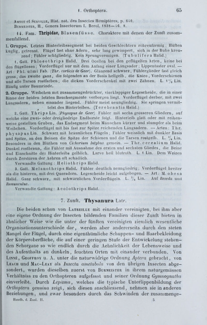 Amyot et Seuville, Hist. nat. des Insectes Hemipteres, p. 640. BuR.MEisTER, H., Genera InsectoFum L Berol. 1838 — 46. 8. 14. Farn. Thripidae, Blasenfüsse. Charaktere mit denen der Zunft zusam- menfallend. 1. Gruppe. Letztes Hinterleibssegment bei beiden Geschlechtern röhrenförmig ; Hüften kaglig, getrennt. Flügel fast ohne Adern, sehr lang gewimpert, sich in der Ruhe kreu- zend ; Fühler achtgliedrig. Kein Sprungvermögen. (T u b u 1 i f e r a Halid.) 1. Gatt. Phloeothrips Halid. Drei Ocellen bei den geflügelten Arten, keine bei den flügellosen ; Vorderflügel nur mit dem Anfang einer Längsader ; Lippentaster oval. — Art: Phl. ulrai Fab. [Ihr. corticis de Geer). Glänzend schwarz, Fühlerglieder fast gleich sross, das zweite ganz, die folgenden an der Basis hellgelb, die Kniee , Vorderschienen und alle Tarsen rostfarben; die dicken Vorderschenkel mit zwei Zähnen. L. 1 Vg Lin. Häufig unter Baumrinde. 2. Gruppe. Weibchen mit zusammengedrückter, vierkiappiger Legescheide, die in einer Rinne der beiden letzten Bauchsegmente verborgen liegt. Vorderflügel derber, mit zwei Längsadern, neben einander liegend. Fühler meist neungliedrig. Sie springen vermit- ^ telst des Hinterleibes. (Ter e b ra n tia Halid.) 2. Gatt. ThripsLin. {Physapus de Geer) Fühler mit sechs grösseren Gliedern, auf welche eine zwei- oder dreigliedrige Endborste folgt. Hinterleib glatt oder mit reihen- weise gestellten Gruben, das Endsegment beim Männchen kürzer und stumpfer als beim Weibchen. Vordertlügel mit bis fast zur Spitze reichenden Längsadern. — Arten : Ihr. physapus Lin. Schwarz mit bräunlichen Flügeln ; Fühler weisslich mit dunkler Basis und Spitze, an den Beinen die Spitze der Schienen und die Tarsen rostgelb. L. ^/^ Lin. Besonders in den Blüthen von Cichorium Intybus gemein. — Thr. cerealium Halid. Dunkel rostbraun, die Fühler mit Ausnahme des ersten und sechsten Gliedes, die Beine und Einschnitte de: Hinterleibs gelblich. Larve hell blutroth. L. 1 Lin. Dem Weizen durch Zerstören der Aehren oft schädlich. Verwandte Gattung : H e 1 i o t h r i p s Halid. 3. Gatt. Melanothrips Halid. Fühler deutlich neungliedrig; Vorderflügel breiter als die hinteren, mit drei Queradern. Legescheide leicht aufgebogen. — Art.- M. obesa Halid. Ganz schwarz, mit schwärzlichen Vorderflügeln. L. % Lin. Auf Reseda und Ranunculus. Verwandte Gattung : A e o 1 o th r ip s Halid. 7. Zunft. Thysanura Latr. Die beiden schon von Latreille mit einander vereinigten, bei ihm aber eine eigene Ordnung der Insecten bildenden Familien dieser Zunft bieten in ähnlicher Weise wie die unter der fünften vereinigten ziemlich wesentliche Organisationsunlerschiede dar, werden aber andererseits durch den steten Mangel der Flügel, durch eine eigenthümliche Schuppen- und Haarbekleidung der Körperoberfläche, die auf einer geringen Stufe der Entwickelung siehen- den Sehorgane so w ie endlich durch die Aehnlichkeit der Lebensweise und des Aufenthalts an dunkeln, feuchten Orten mit einander verbunden. Von LiNNfi, Geoffroy u. A. unter die naturwidrige Ordnung Aptera gebracht, von Leach und Mac-Leay als Insecta ametahola von den übrigen Insecten abge- sondert, wurden dieselben zuerst von Blrjieister in ihrem naturgemässen Verhältniss zu den Orthopteren aufgefasst und seiner Ordnung Gijmnognatha einverleibt. Durch Lepisma, welches die typische ünlerlippenbildung der Orthoptera genuina zeigt, sich diesen anschliessend, nehmen sie in anderen Beziehungen, und zwar besonders durch das Schwinden der zusammenge- Handb. d. Zooi. IL 5