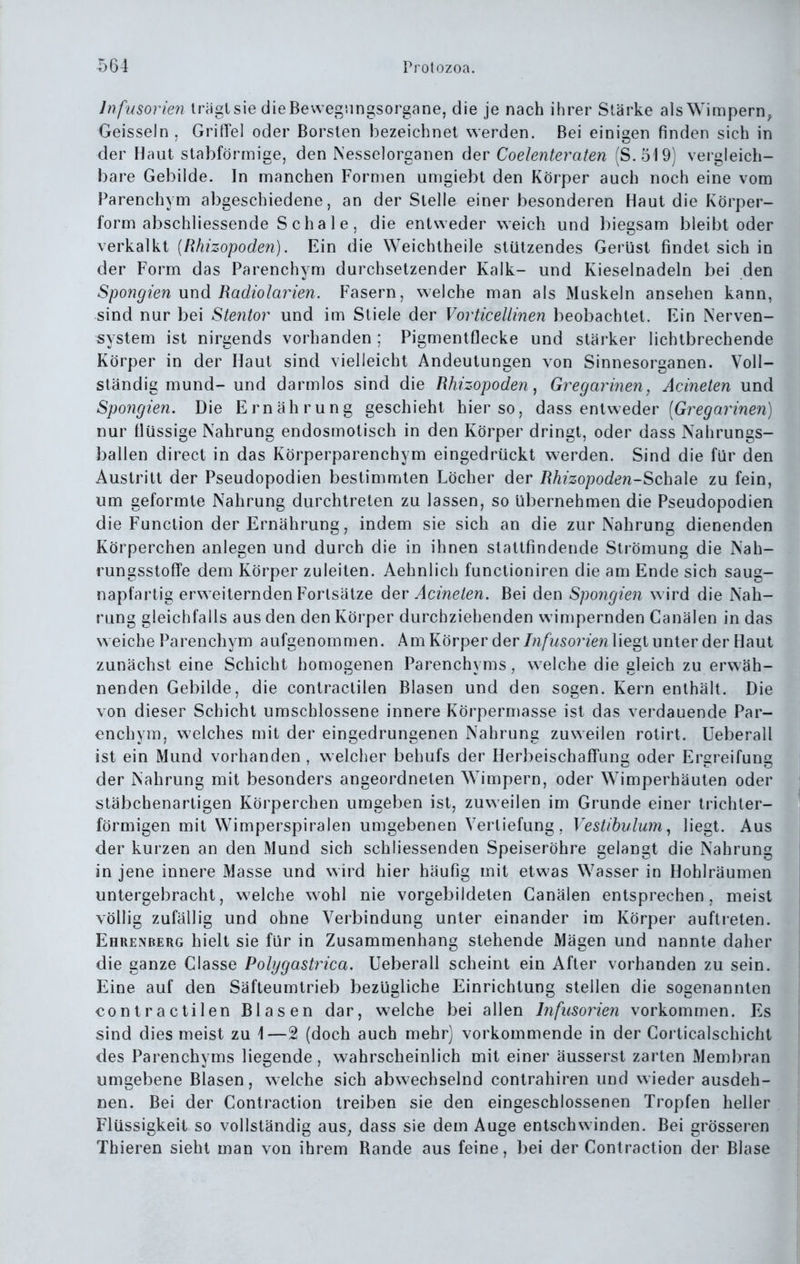 Infusorien trügt sie die Bewegnngsorgane, die je nach ihrer Stärke alsWimpern^ Geissein, Griffel oder Borsten bezeichnet werden. Bei einigen finden sich in der Haut stabförmige, den Nesselorganen der Coelenteraten (S. 519) vergleich- bare Gebilde. In manchen Formen umgiebt den Körper auch noch eine vono Parenchym abgeschiedene, an der Stelle einer besonderen Haut die Körper- form abschliessende Schale, die entweder weich und biegsam bleibt oder verkalkt [Rhizopoden). Ein die Weichtheile stützendes Gerljst findet sich in der Form das Parenchym durchsetzender Kalk- und Kieselnadeln bei den Spongien und Badiolarien. Fasern, welche man als Muskeln ansehen kann, sind nur bei Stentor und im Stiele der Vorticellinen beobachtet. Ein Nerven- system ist nirgends vorhanden ; Pigmentflecke und stärker lichtbrechende Körper in der Haut sind vielleicht Andeutungen von Sinnesorganen. Voll- ständig mund- und darmlos sind die Rhizopoden^ Gregarinen, Acineten und Spongien. Die Ernährung geschieht hier so, dass entweder (Gre^Q?^mew) nur flüssige Nahrung endosmotisch in den Körper dringt, oder dass Nahrungs- ballen direct in das Körperparenchym eingedrückt werden. Sind die für den Austritt der Pseudopodien bestimmten Löcher der Rhizopoden-Schale zu fein, um geformte Nahrung durchtreten zu lassen, so ubernehmen die Pseudopodien die Function der Ernährung, indem sie sich an die zur Nahrung dienenden Körperchen anlegen und durch die in ihnen stattfindende Strömung die Nah- rungsstoffe dem Körper zuleiten. Aehnlich functioniren die am Ende sich saug- napfartig erweiternden Forlsätze der Acineten. Bei den Spongien wird die Nah- rung gleichfalls aus den den Körper durchziehenden wimpernden Canälen in das weiche Parenchym aufgenommen. Am Körper der/??/w5o?7en liegt unter der Haut zunächst eine Schicht homogenen Parenchyms, welche die gleich zu erwäh- nenden Gebilde, die contractilen Blasen und den sogen. Kern enthält. Die von dieser Schicht umschlossene innere Körpermasse ist das verdauende Par- enchym, welches mit der eingedrungenen Nahrung zuweilen rotirt. Ueberall ist ein Mund vorhanden , welcher behufs der Herbeischaffuns oder Ersreifuns: der Nahrung mit besonders angeordneten Wimpern, oder Wimperhäuten oder stäbchenartigen Körperchen umgeben ist, zuweilen im Grunde einer trichter- förmigen mit Wimperspiralen umgebenen Vertiefung, Vestibulum^ liegt. Aus der kurzen an den Mund sich schliessenden Speiseröhre gelangt die Nahrung in jene innere Masse und wird hier häufig mit etwas Wasser in Hohlräumen untergebracht, welche wohl nie vorgebildeten Canälen entsprechen, meist völlig zufällig und ohne Verbindung unter einander im Körper auftreten. Ehrenberg hielt sie für in Zusammenhang stehende Mägen und nannte daher die ganze Classe Polygastrica. Ueberall scheint ein After vorhanden zu sein. Eine auf den Säfteumtrieb bezügliche Einrichtung stellen die sogenannten contractilen Blasen dar, welche bei allen Infusorien vorkommen. Es sind dies meist zu \—2 (doch auch mehr) vorkommende in der Corticalschicht des Parenchyms liegende, wahrscheinlich mit einer äusserst zarten Membran umgebene Blasen, welche sich abwechselnd contrahiren und wieder ausdeh- nen. Bei der Contraction treiben sie den eingeschlossenen Tropfen heller Flüssigkeit so vollständig auS; dass sie dem Auge entschwinden. Bei grösseren Thieren sieht man von ihrem Bande aus feine, bei der Contraction der Blase