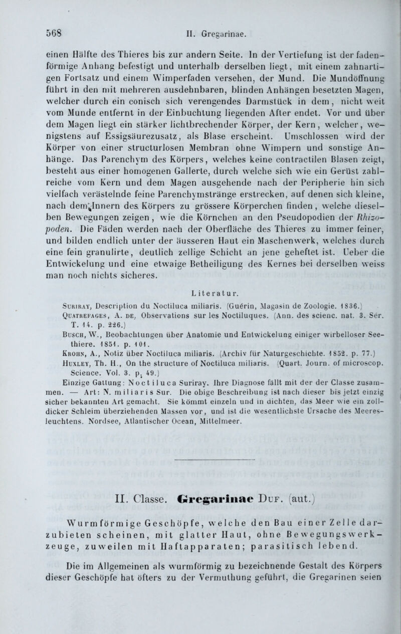 einen Hälfte des Thieres bis zur andern Seite. In der Verliefung ist der faden- förmige Anhang befestigt und unterhalb derselben liegt, mit einem zahnarli- gen Forlsatz und einem Wimperfaden versehen, der Mund. Die Mundöffnung führt in den mit mehreren ausdehnbaren, blinden Anhängen besetzten Magen, welcher durch ein conisch sich verengendes Darmslück in dem , nicht weit vom Munde entfernt in der Einbuchtung liegenden After endet. Vor und über dem Magen liegt ein stärker lichtbrechender Körper, der Kern, welcher, we- nigstens auf Essigsäurezusatz, als Blase erscheint. Umschlossen wird der Körper von einer structurlosen 3Iembran ohne Wimpern und sonstige An- hänge. Das Parenchym des Körpers, welches keine contractilen Blasen zeigt, besteht aus einer homogenen Gallerte, durch welche sich wie ein Gerüst zahl- reiche vom Kern und dem Magen ausgehende nach der Peripherie hin sich vielfach verästelnde feine Parenchymstränge ersti ecken, auf denen sich kleine, nach dem'^Innern des Körpers zu grössere Körperchen finden, welche diesel- ben Bewegungen zeigen , wie die Körnchen an den Pseudopodien der Rhizo- poden. Die Fäden werden nach der Oberfläche des Thieres zu immer feiner, und bilden endlich unter der äusseren Haut ein Maschenwerk, welches durch eine fein granulirte, deutlich zellige Schicht an jene geheftet ist. Ueber die Entwickelung und eine etwaige Betheiligung des Kernes bei derselben weiss man noch nichts sicheres. L iteratur. SuRiRAY, Description du Noctiluca miliaris. (Guörin, Magasin de Zoologie. 1S36.) QüATREFAGEs, A. DE, Obscrvations sur les Nocliluques. (Ann. des scienc. nal. 3. Ser. T. 14. p. 2-26.) Busch, W., Beobachtungen über Anatomie und Entwickelung einiger wirbelloser See- thiere. 1851. p. 101. Krohn, A., Notiz über Noctiluca miliaris. (Archiv für Naturgeschichte. 1 852. p. 77.) HuxLEY, Th. H., On the struclure of Noctiluca miliaris. Quart. Journ. of microscop. Science. Vol. 3. p. 49.) Einzige Gattung: Noct il uca Suriray. Ihre Diagnose fällt mit der der Classe zusam- men. — Art: N. m II i ar i s Sur. Die obige Beschreibung ist nach dieser bis jetzt einzig sicher bekannten Art gemacht. Sie kömmt einzeln und in dichten, das Meer wie ein zoll- dicker Schleim überziehenden Massen vor, und ist die wesentlichste Ursache des Meeres- leuchtens. Nordsee, Atlantischer Ocean, Mittelmeer. II. Classe. Qre^ariiiae Duf. (aut.) Wurmförm ige Geschöpfe, welche den Bau einer Zelle da i- zubieten scheinen, mit glatter Haut, ohne BewegungsWerk- zeuge, zuweilen mit Haftapparaten; paiasitisch lebend. Die im Allgemeinen als wurmförmig zu bezeichnende Gestalt des Körpers dieser Geschöpfe hat öfters zu der Vermuthung geführt, die Gregarinen seien