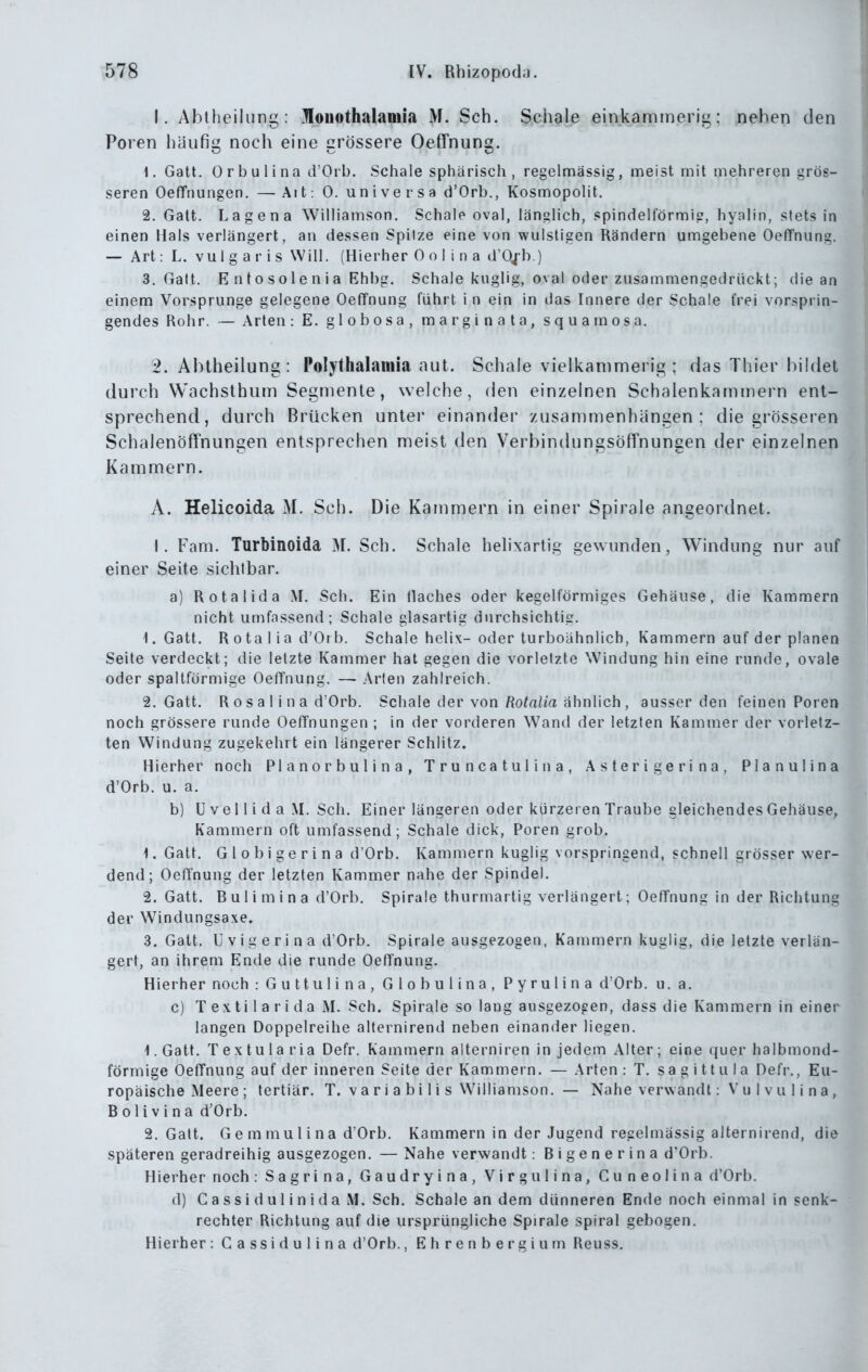 1. Ablheiliing: Mouothalamia M. Sch. Scliale einkaminerig: neben den Poren häufig noch eine grössere Oeffnung. 1. Gatt. Orbulina d'Orb. Schale sphärisch, regelmässig, meist mit mehreren grös- seren OefTnungen. — Ai t: 0. un i ve r s a d'Orb., Kosmopolit. 2. Gatt. Lagena Williamson. Schale oval, länglich, spindelförmig, hyalin, stets in einen Hals verlängert, an dessen Spitze eine von wulstigen Rändern umgebene OefTnung. — Art: L. vulgaris Will. (Hierher Ool ina dO^b ) 3. Gatt. Entosolenia Ehbg. Schale kuglig, oval oder zusammengedrückt; die an einem Vorsprunge gelegene OefTnung führt i n ein in das Innere der Schale frei vorsprin- gendes Rohr. — Arten : E. globosa, margin ata, squamosa. 2. Ahtheilung : Polythalainia aut. Schale vielkanimerig ; das Thier bildet durch VVachsthum Segmente, welche, den einzelnen Schalenkainmern ent- sprechend, durch Brücken unter einancler zusammenhängen; die grösseren Schalenöffnungen entsprechen meist den Verbindungsöffnungen der einzelnen Kammern. A. Helicoida M. Sch. Die Kammern in einer Spirale angeordnet. I. Farn. Turbinoida M. Sch. Schale hehxartig gewunden, Windung nur auf einer Seite sichtbar. a) Rotalida M, Sch. Ein flaches oder kegelförmiges Gehäuse, die Kammern nicht umfassend; Schale glasartig durchsichtig. 1. Gatt, R 0 ta I i a d'Orb. Schale helix-oder turboähnlicb, Kammern auf der planen Seite verdeckt; die letzte Kammer hat gegen die vorletzte Windung hin eine runde, ovale oder spaltförmige OefTnung. — Arten zahlreich. 2. Gatt. R 0 s a I i n a d'Orb. Schale der von fiofai/a ähnlich , ausser den feinen Poren noch grössere runde OefTnungen ; in der vorderen Wand der letzten Kammer der vorletz- ten Windung zugekehrt ein längerer Schlitz. Hierher noch Planorbulina, Truncatulina, Asterigerina, Planulina d'Orb. u. a. b) ü ve 11 i d a M. Sch. Einer längeren oder kürzeren Traube gleichendes Gehäuse, Kammern oft umfassend; Schale dick, Poren grob. 1. Gatt. Globigerina d'Orb. Kammern kuglig vorspringend, schnell grösser wer- dend; OefTnung der letzten Kammer nahe der Spindel. 2. Gatt. Bulimina d'Orb. Spirale thurmartig verlängert; OefTnung in der Richtung der Windungsaxe, 3. Gatt. U v i g e r i n a d'Orb. Spirale ausgezogen, Kammern kuglig, die letzte verlän- gert, an ihrem Ende die runde OefTnung. Hierher noch : G u tt u 1 i n a , G 1 o b u I i n a , P y r u 1 i n a d'Orb. u.a. c) T ex ti 1 a r i da M. Sch. Spirale so lang ausgezogen, dass die Kammern in einer langen Doppelreihe alfernirend neben einander liegen. 1. Gatt, Textularia Defr. Kammern alterniren in jedem Alter; eine quer halbmond- förmige OefTnung auf der inneren Seite der Kammern. — Arten : T, sa g i tt u I a Defr., Eu- ropäische Meere ; tertiär, T. v a r i a b i Ii s Williamson. — Nahe verwandt: V u I v u 1 i n a, B 01 i v i n a d'Orb, 2. Gatt. Ge mmul ina d'Orb. Kammern in der Jugend regelmässig alternirend, die späteren geradreihig ausgezogen. — Nahe verwandt: Bigenerina d'Orb. Hierher noch : Sagrina, Gaudryina, Virgulina, Cuneolina d'Orb. d) C a s s i d u 1 i n i d a M. Sch. Schale an dem dünneren Ende noch einmal in senk- rechter Richtung auf die ursprüngliche Spirale Spiral gebogen. Hierher : Gassidulina d'Orb., E h r e n b e r g i u m Reuss.