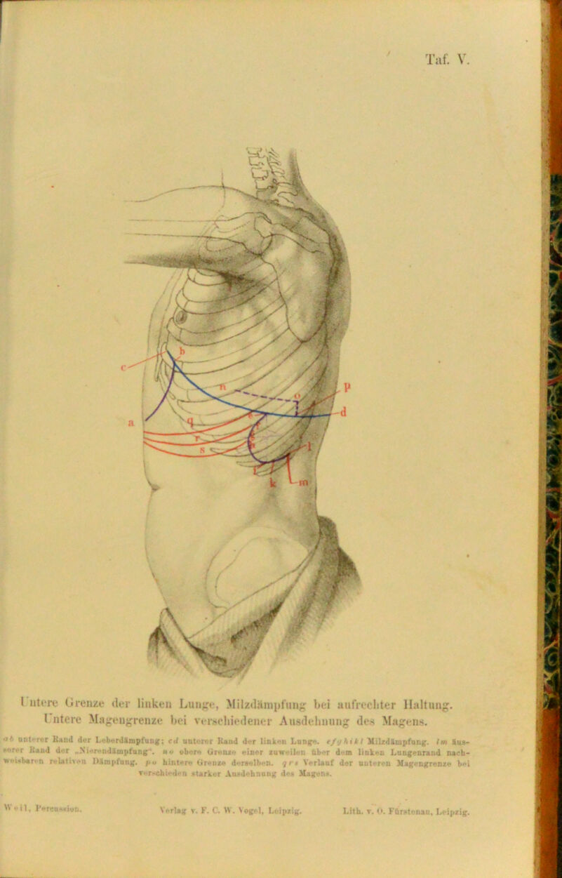 I utere Grenze der linken Lunge, Milzdämpfung bei aufrechter Haltung. Untere Magengrenze bei verschiedener Ausdehnung des Magens. ii t uiit'-rer Kund der Leberdälnipfung: cd unterer Kand der linken Lunge, tfykikl MilzdEmpfung. Im 8us- 'r'T Band der „NiereudEmpfung'. »<> obere ü re me einer zuweilen über dein linken Lungenrand nach- weisbaren relativen Dämpfung. j.u hintere Grenze derselben, jn Verlauf der unteren Magengrenze b*»i verschieden starker Ausdehnung des Magens.