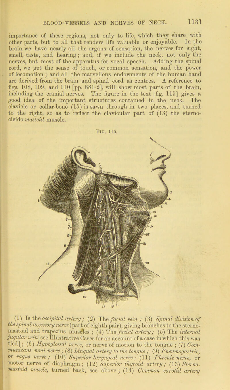 importance of these regions, not only to life, which they share with other parts, but to all that renders life valuable or enjoyable. In the brain we have nearly all the organs of sensation, the nerves for sight, smell, taste, and hearing; and, if we include the neck, not only the nerves, but most of the apparatus for vocal speech. Adding the spinal cord, we get the sense of touch, or common sensation, and the power of locomotion; and all the marvellous endowments of the human hand are derived from the brain and spinal cord as centres. A reference to figs. 108, 109, and 110 [pp. 881-2], will show most parts of the brain, including the cranial nerves. The figure in the text [fig. 115] gives a good idea of the important structures contained in the neck. The clavicle or collar-bone (15) is sawn through in two places, and turned to the right, so as to reflect the clavicular part of (13) the sterno- c\e,\do-mastoid muscle. Fig. 115. (1) Is the occipital artery ; (2) The facial vein ; (3) Spinal division of the s;nnal accessory nerve{part of eighth pair), giving branches to the sterno- mastoid and trapezius musdles ; (4) The facial artery; (5) The interned jugular vein[see Illustrative Cases for an account of a case in which this was tied]; (6) Hypoglossal nerve, or nerve of motion to the tongue ; (7) Corn- municans noni nerve; (8) Lingual artery to the tongue ; (9) Pneumogastric, or vagus nerve; (10) Superior laryngeal nerve; (11) Phrenic nerve, or motor nervo of diaphragm; (12) Superior thyroid artery; (13) Sterno- mastoid muscle, turned back, sec above; (14) Common carotid artery
