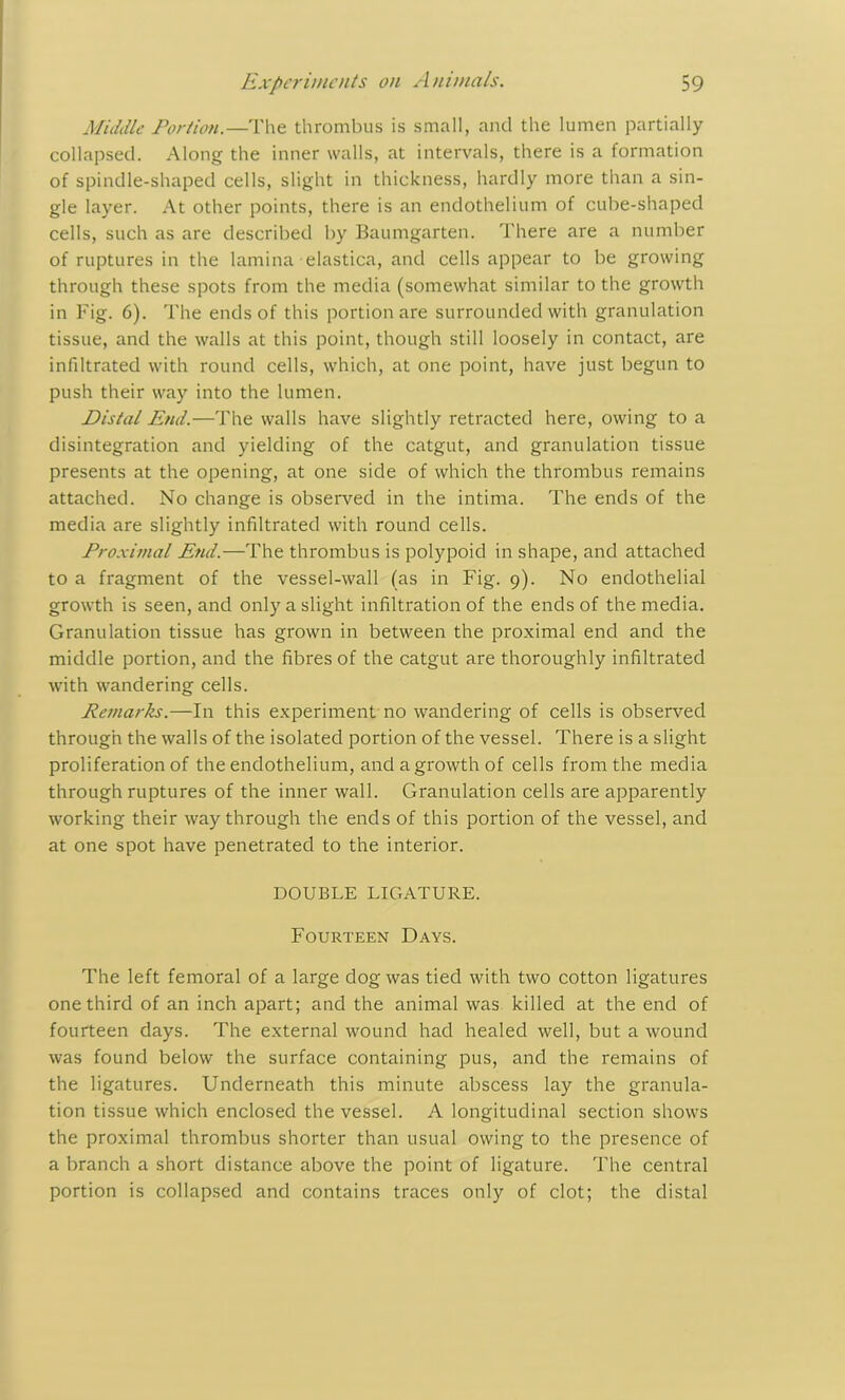 Middle Portion.—The thrombus is small, and the lumen partially collapsed. Along the inner walls, at intervals, there is a formation of spindle-shaped cells, slight in thickness, hardly more than a sin- gle layer. At other points, there is an endothelium of cube-shaped cells, such as are described by Baumgarten. There are a number of ruptures in the lamina elastica, and cells appear to be growing through these spots from the media (somewhat similar to the growth in Fig. 6). The ends of this portion are surrounded with granulation tissue, and the walls at this point, though still loosely in contact, are infdtrated with round cells, which, at one point, have just begun to push their way into the lumen. Distal End.—The walls have slightly retracted here, owing to a disintegration and yielding of the catgut, and granulation tissue presents at the opening, at one side of which the thrombus remains attached. No change is observed in the intima. The ends of the media are slightly infiltrated with round cells. Proximal End.—The thrombus is polypoid in shape, and attached to a fragment of the vessel-wall (as in Fig. 9). No endothelial growth is seen, and only a slight infiltration of the ends of the media. Granulation tissue has grown in between the proximal end and the middle portion, and the fibres of the catgut are thoroughly infiltrated with wandering cells. Remarks.—In this experiment no wandering of cells is observed through the walls of the isolated portion of the vessel. There is a slight proliferation of the endothelium, and a growth of cells from the media through ruptures of the inner wall. Granulation cells are apparently working their way through the ends of this portion of the vessel, and at one spot have penetrated to the interior. DOUBLE LIGATURE. Fourteen Days. The left femoral of a large dog was tied with two cotton ligatures one third of an inch apart; and the animal was killed at the end of fourteen days. The external wound had healed well, but a wound was found below the surface containing pus, and the remains of the ligatures. Underneath this minute abscess lay the granula- tion tissue which enclosed the vessel. A longitudinal section shows the proximal thrombus shorter than usual owing to the presence of a branch a short distance above the point of ligature. The central portion is collapsed and contains traces only of clot; the distal