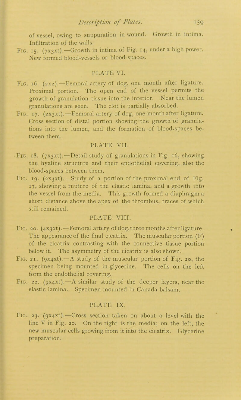 of vessel, owing to suppuration in wound. Growth in intima. Infiltration of the walls. Fig. 15. (7-\3xt).—Growth in intima of Fig. 14, under a high power. New formed blood-vessels or blood-spaces. PLATE VI. Fig. 16. (2x2).—Femoral artery of dog, one month after ligature. Proximal portion. The open end of the vessel permits the growth of granulation tissue into the interior. Near the lumen granulations are seen. The clot is partially absorbed. Fig. 17. (2x3x1).—Femoral artery of dog, one month after ligature. Cross section of distal portion showing the growth of granula- tions into the lumen, and the formation of blood-spaces be- tween them. PLATE VII. Fig. 18. (7x3x1).—Detail study of granulations in Fig. 16, showing the hyaline structure and their endothelial covering, also the blood-spaces between them. Fig. 19. (2x3x1).—Study of a portion of the proximal end of Fig. 17, showing a rupture of the elastic lamina, and a growth into the vessel from the media. This growth formed a diaphragm a short distance above the apex of the thrombus, traces of which still remained. PLATE VIII. Fig. 20. (4x3x1).—Femoral artery of dog,three months after ligature. The appearance of the final cicatrix. The muscular portion (F) of the cicatrix contrasting with the connective tissue portion below it. The asymmetry of the cicatrix is also shown. Fig. 21. (9x4x1).—A study of the muscular portion of Fig. 20, the specimen being mounted in glycerine. The cells on the left form the endothelial covering. Fig. 22. (9x4x1).—A similar study of the deeper layers, near the elastic lamina. Specimen mounted in Canada balsam. PLATE IX. Fig. 23. (9x4x1).—Cross section taken on about a level with the line V in Fig. 20. On the right is the media; on the left, the new muscular cells growing from it into the cicatrix. Glycerine preparation.