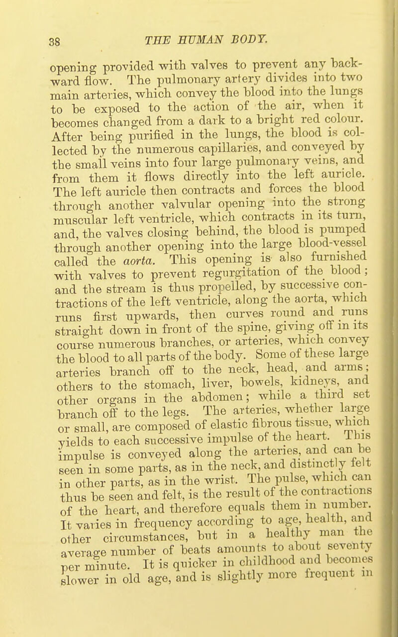 opening provided with valves to prevent any back- ward flow. The pulmonary artery divides into two main arteries, which convey the blood into the lungs to be exposed to the action of the air, when it becomes changed from a dark to a bright red colour. After being purified in the lungs, the blood is col- lected by the numerous capillaries, and conveyed by the smail veins into four large pulmonai y veins, and from them it flows directly into the left auricle. The left auricle then contracts and forces the blood through another valvular opening into the strong muscular left ventricle, which contracts in its turn, and, the valves closing behind, the blood is pumped through another opening into the large blood-vessel called the aorta. This opening is also furnished with valves to prevent regurgitation of the blood; and the stream is thus propelled, by successive con- tractions of the left ventricle, along the aorta, which runs first upwards, then curves round and runs straight down in front of the spine, giving off m its course numerous branches, or arteries, which convey the blood to all parts of the body. Some of these large arteries branch off to the neck, head, and arms; others to the stomach, liver, bowels, kidneys and other organs in the abdomen; while a third set branch off to the legs. The arteries, whether large or small, are composed of elastic fibrous tissue, which yields to each successive impulse of the heart, i bis impulse is conveyed along the arterie^, and can be seen in some parts, as in the neck, and distmctly telt in other parts, as in the wrist. The pulse, which can thus be seen and felt, is the result of the contractions of the heart, and therefore equals them m number. It varies in frequency according to age, health, and other circumstances, but in a healthy man the average number of beats amounts to about seventy per minute. It is quicker in childhood and becoines slower in old age, and is slightly more frequent m