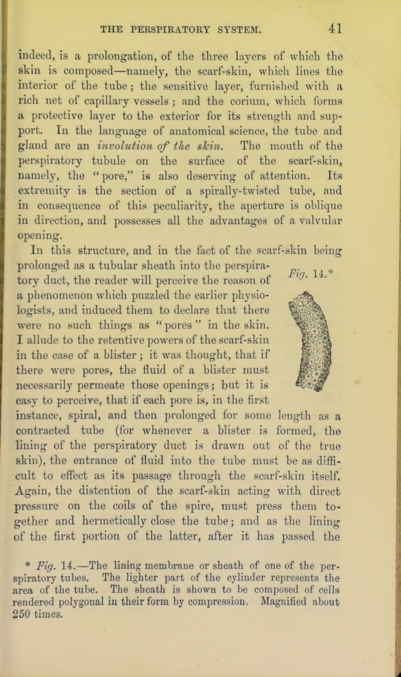 indeed, is a prolongation, of the three hij'ers of which the skin is composed—namely, the scarf-skin, which lines the interior of the tube; the sensitive layer, furnished with a rich net of capillary vessels ; and the corium, which forms a protective layer to the exterior for its strength and sup- port. In the language of anatomical science, the tube and gland are an involution of the shin. The mouth of the perspiratory tubule on the surface of the scarf-skin, namely, the  pore, is also deserving of attention. Its extremity is the section of a spirally-twisted tube, and in consequence of this peculiarity, the aperture is oblique in direction, and possesses all the advantages of a valvular opening. In this structure, and in the fact of the scarf-skin being prolonged as a tubular sheath into the perspira- tory duct, the reader will perceive the reason of a phenomenon which puzzled the earlier physio- logists, and induced them to declare that there were no such things as pores in the skin. I allude to the retentive powers of the scarf-skin in the case of a blister; it was thought, that if there were pores, the fluid of a blister must necessarily permeate those openings; but it is easy to perceive, that if each pore is, in the first instance, spiral, and then prolonged for some length as a contracted tube (for whenever a blister is formed, the lining of the perspiratory duct is drawn out of the true skin), the entrance of fluid into the tube must be as diffi- cult to effect as its passage through the scarf-skin itself. Again, the distention of the scarf-skin acting with direct pressure on the coils of the spire, must press them to- gether and hermeticall}'' close the tube; and as the lining of the first portion of the latter, after it has passed the * Fig. 14.—The lining membrane or sheath of one of the per- spiratory tubes. The lighter part of the cylinder represents the area of the tube. The sheath is shown to be composed of cells rendered polygonal in their form by compression. Magnified about 250 times.