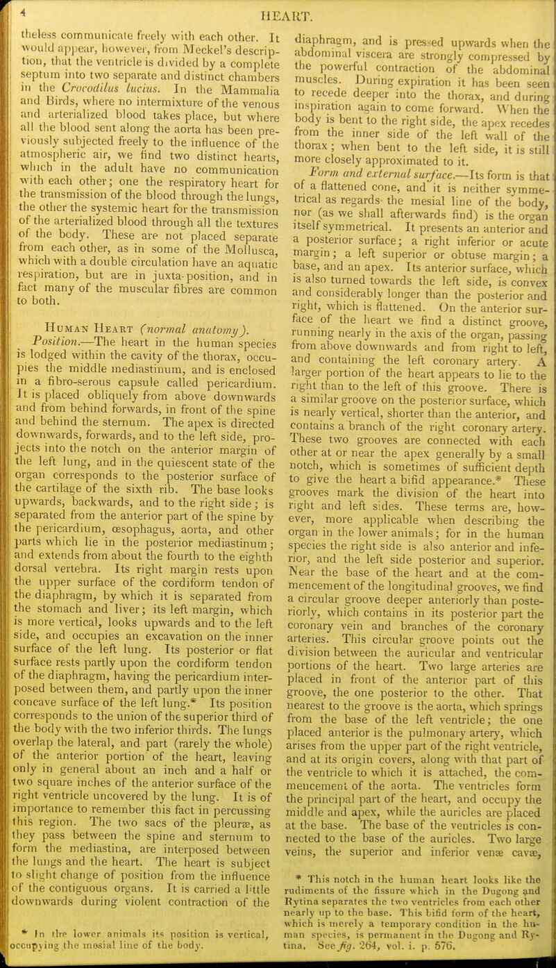 theless communicate freely with each other. It would ap|)eur, howevei', from Meckel's descrip- tion, that the ventricle is divided by a complete septum into two separate and distinct chambers in tiie CrocodUus lucius. In the Mammalia and Birds, where no intermixture of the venous and arterialized blood takes place, but where all the blood sent along the aorta has been pre- viously subjected freely to the influence of the atmospheric air, we find two distinct hearts, which in the adult have no communication ■with each other; one the respiratory heart for the transmission of the blood through the lungs, the other the systemic heart for the transmission of the arterialized blood through all the textures of the body. These are not placed separate from each other, as in some of the Mollusca, which with a donble circulation have an aquatic j respiration, but are in juxta-position, and in : fact many of the muscular fibres are common to both. j Human Heart (normal anatomy). Position.—The heart in the human species is lodged within the cavity of the thorax, occu- pies the middle mediastinum, and is enclosed I in a fibro-serous capsule called pericardium. I It is placed obliquely from above downwards ■ and from behind forwards, in front of tlie spine j and behind the sternum. The apex is directed I downwards, forwards, and to the left side, pro- jects into the notch on the anterior margin of the left lung, and in the quiescent state of the organ corresponds to the posterior surface of the cartilage of the sixth rib. The base looks ; upwards, backwards, and to the right side ; is separated from the anterior part of (he spine by the pericardium, oesophagus, aorta, and other parts which lie in the posterior mediastinum; and extends from about the fourth to the eighth dorsal vertebra. Its right margin rests upon the upper surface of the cordifbrm tendon of the diaphragm, by which it is separated from the stomach and liver; its left margin, which is more vertical, looks upwards and to the left side, and occupies an excavation on the inner surface of the left lung. Its posterior or flat surface rests partly upon the cordiform tendon of the diaphragm, having the pericardium inter- posed between them, and partly upon the inner concave surface of the left lung.* Its position I corresponds to the union of the superior third of the body with the two inferior thirds. The lungs overlap the lateral, and part (rarely the whole) of the anterior portion of the heart, leaving only in general about an inch and a half or two square inches of the anterior surface of the right ventricle uncovered by the lung. It is of importance to remember this fact in percussing this region. The two sacs of the pleurss, as they pass between the spine and sternum to form the mediastina, are interposed between the lungs and the heart. The heart is subject to slight change of position from the influence of the contiguous organs. It is carried a httle downwards during violent contraction of the * In tire lower animals if position is vertical, occupying thu mosial line of the body. diaphragm, and is pressed upwards when the abdominal viscera are strongly compressed by the powerful contraction of the abdominal muscles. During expiration it has been seen to recede deeper into the thorax, and during mspiration again to come forward. When the body is bent to the right side, the apex recedes from the inner side of the left wall of the thorax ; when bent to the left side, it is still more closely approximated to it. Form and external surface.~li% form is that of a flattened cone, and it is neither symme- trical as regards- the mesial line of the body, nor (as we shall afterwards find) is the organ itself symmetrical. It presents an anterior and a posterior surface; a right inferior or acute margin; a left superior or obtuse margin; a base, and an apex. Its anterior surface, which IS also turned towards the left side, is convex and considerably longer than the posterior and right, which is flattened. On the anterior sur- face of the heart we find a distinct groove, running nearly in the axis of the organ, passing from above downwards and from right to left, and containing the left coronary artery. A larger portion of the heart appears to lie to the right than to the left of this groove. There is a similar groove on the posterior surface, which is nearly vertical, shorter than the anterior, and contains a branch of the right coronary aitery. These two grooves are connected with each other at or near the apex generally by a small notch, which is sometimes of sufficient depth to give the heart a bifid appearance.* Tliese grooves mark the division of the heart into right and left sides. These terms are, how- ever, more applicable when describing the organ in the lower animals; for in the human species the right side is also anterior and infe- rior, and the left side posterior and superior. Near the base of the heart and at the com- mencement of the longitudinal grooves, we find a circular groove deeper anteriorly than poste- riorly, which contains in its posterior part the coronary vein and branches of the coronary arteries. This circular groove points out the division between the auricular and ventricular portions of the heart. Two large arteries are placed in front of the anterior part of this groove, the one posterior to the other. That nearest to the groove is the aorta, which springs from the base of the left ventricle; the one placed anterior is the pulmonary artery, which arises from the upper part of the right ventricle, and at its origin covers, along with that part of the ventricle to which it is attached, the cnm- mencemenl of the aorta. The ventricles form the principal part of the heart, and occupy the middle and apex, while the auricles are placed at the base. The base of the ventricles is con- nected to the base of the auricles. Two large veins, the superior and inferior venae cavae, * This notch in the human heart looks like the riulimcnts of the fissure which in the Dugong ipid Rj'tina separates the two ventricles from each other nearly up to the base. This bifid form of the heart, which is merely a temporary condition in the hti- man species, is permanent in the Du£:one and R}'- liiia. Sec Jig. 2(54, vol. i. p. 67t).