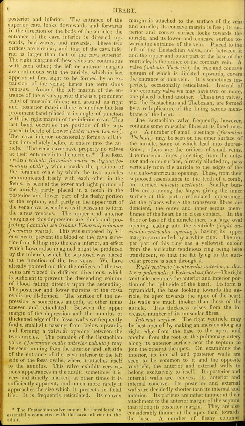 posterior and inferior. The entrance of the superior cava looks downwards and forwards in the direction of tlie body of the auricle; the entrance of the cava inferior is directed up- wards, backwards, and inwards. These two orifices are circular, and that of the cava hife- rior is larger than that of the cava superior. The right margins of these veins are continuous with each other; the left or anterior margins are continuous with the auricle, which in fact appears at first sight to be formed by an ex- pansion of the veins; hence the term sinus venosus. Around the left margin of the en- trance of the cava superior there is a prominent band of muscular fibres; and around its right and posterior margin there is another but less prominent band placed at its angle of junction with the right margin of the inferior cava. This last band occupies the position of the sup- posed tubercle of Lower (tuberciilum Loweri). The cava inferior occasionally forms a dilata- tion immediately before it enters into tl>e au- ricle. The venee cavje have properly no valves at their entrance into the auricles.* The fossa ovalis ( vulvula Jhraminis ovalis, veslii^inm fo- ruminis ovalis), which marks the position of the foramen ovale by which the two auricles communicated freely with each other in the fcetus, is seen at the lower and right portion of the auricle, partly placed in a notch in the posterior and lower part of the fleshy portion of the septum, and partly in the upper part of the vena cava ascendens as it passes in to form the sinus venosus. The upper and anterior margins of this depression are thick and pro- jecting (annulus seu isthmus Vieusseni, columnte J'oraminis ovalis). This was supposed by Vi- eussens to prevent the blood of the cava supe- rior from falling into the cava inferior, an effect ■which Lower also imagined might be produced by the tubercle which he supposed was placed at the junction of the two veins. We have already pointed out that the orifices of the two veins are placed in different directions, which is sufficient to prevent the descending column of blood falling directly upon the ascending. The posterior and lower margins of the fossa ovalis are ill-defined. The surface of the de- pression is sometimes smooth, at other times uneven and reticulated. Between the upper margin of the depression and the annulus or thickened edge of the fossa ovalis we frequently find a small slit passing from below upwards, and forming a valvular opening between the two auricles. The remains of the Eustachian valve (J'oraminis ovalis anterior vulvula) may be seen running from the anterior and left side of the entrance of the cava inferior to the left side of the fossa ovalis, where it attaches itself to the annulus. This valve exhibits very va- rious appearances in the adult: sometimes it is very indistinctly marked, at other times it is sufficiently apparent, and much more rarely it approaches the size which it presents in foetal life. It is frequently reticulated. Its conve.x • Tlie Fuslachian valve cannot be considered as essentially connected with the cava inferior in tlie adult. margin is attached to tlie surface of the vein and auricle; its concave margin is free; its su- l)erior and convex surface looks towards the auricle, and its lower and concave surface to- wards the entrance of the vein. Placed to the left of tlie Eustachian val ve, and between it and the upper and outer part of the base of the ventricle, is the orifice of the coronary vein. A valve (vulvula Thebcsii), the free and concave margin of which is directed upwards, covers the entrance of this vein. It is sometimes im- perfect, ocKisionally reticulated. Instead of one coronary vaWe we may have two or more, one placed behind another. These two valves, viz. the Eustachian and Thebesian, are formed by a reduplicature of the lining serous mem- brane of the heart. The Eustachian valve frequently, however, contains some muscular fibres at its fixed mar- gin. A number of small openings (foramina Thehesii) may be seen on the inner surface of the auricle, some of which lead into depres- sions ; others are the orifices of small veins. The muscular fibres projecting from the ante- rior and outer surface, already alluded to, pass vertically from the auricle to the edges of the auriculo-ventricular opening. These, from their supposed resemblance to the teeth of a comb, are termed musculi pcctinuti. Smaller bun- dles cross among the larger, giving the inner surface at this part a reticulated appearance. At the places where the transverse fibres are deficient, the outer and inner serous mem- branes of the heart lie in close contact. In the floor or base of the auricle there is a large oval opening leading into the ventricle (right au- riculo-ventricular opening), having its upper margin surrounded by a white ring. The up- per part of this ring has a yellowish colour from the auricular tendinous ring being here translucent, so that the fat lying in the auri- cular groove is seen through it. Right ventricle (ventriculus anterior, v. dex- ter,v. pulmonalis.) External surface.—^The right ventricle occupies the anterior and inferior por- tion of the right side of the heart. Its form is pyramidal, the base looking towards the au- ricle, its apex towards the apex of the heart. Its walls are much thicker than those of the auricle. This thickness arises from the in- creased number of its muscular fibres. Internal surface.—The right ventricle may be best opened by making an incision along its right edge from the base to the apex, and another from the root of the pulmonary artery along its anterior surface near the septum to join the other at the apex. On examining the interior, its internal and posterior walls are seen to be common to it and the opposite ventricle, the anterior and external walls to belong exclusively to itself. Its posterior and internal walls are convex, its anterior and internal concave. Its posterior and external walls are decidedly shorter than its internal and anterior. Its parietes are rather thinner at their attachment to the anterior margin of the septum than along its posterior margin. They are also considerably thinner at the apex than towards the base. A number of fleshy columns