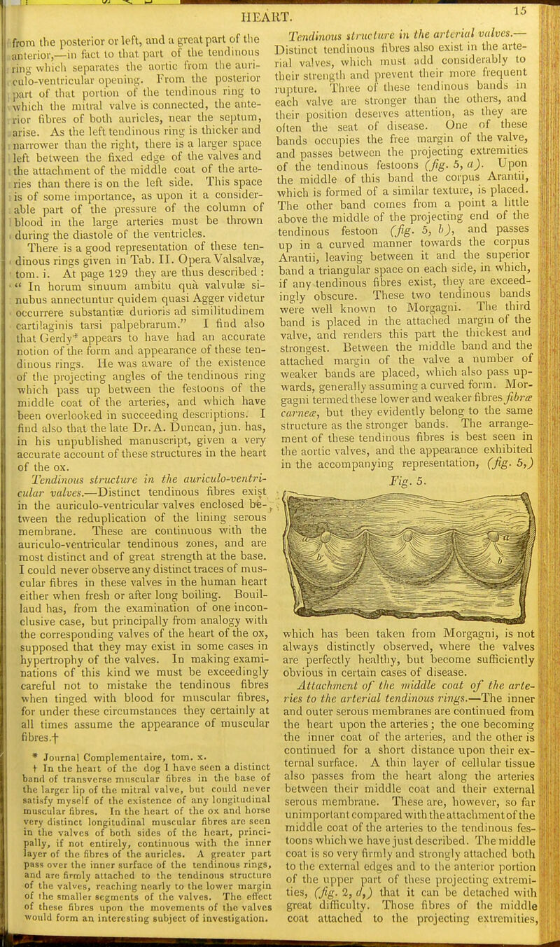 from the posterior or left, and u great part of the anterior,—in foct to that part of the tendinous ring \vhicl> separates the aortic from the auri- > culo-ventricular opening. From the posterior .part of that portion of the tendinous ring to Uvhich the mitral valve is connected, the ante- rior fibres of both auricles, near the septum, ..arise. As the left tendinous ring is thicker and 1 narrower than the riglit, there is a larger space ; left between the fixed edge of the valves and I the attachment of the middle coat of the arte- ries than there is on the left side. This space : is of some importance, as upon it a consider- . able part of the pressure of the column of i blood in the large arteries must be throvra I during the diastole of the ventricles. There is a good representation of these ten- I dinous rings given in Tab. II. Opera Valsalvae, • tom. i. At page 129 they are thus described : • In horum sinuum ambitu qua valvulse si- nubus annectuntur quidem quasi Agger videtur ■ occurrere substantise durioris ad similitudinem cartilaginis tarsi palpebrarum. I find also that Gerdy* appears to have had an accurate notion of the form and appearance of these ten- dinous rings. He was aware of the existence of tiie projecting angles of the tendinous ring which pass up between the festoons of the middle coat of the arteries, and which have been overlooked in succeeding descriptions. I find also that the late Dr. A. Duncan, jun. has, in his unpublished manuscript, given a very accurate account of these structures in the heart of the ox. Tendinous structure in the auriculo-ventri- cular valves.—Distinct tendinous fibres exist in the auriculo-ventricular valves enclosed be-, tween the reduplication of the lining serous membrane. These are continuous with the auriculo-ventricular tendinous zones, and are most distinct and of great strength at the base. I could never observe any distinct traces of mus- cular fibres in these valves in the human heart either when fresh or after long boiling. Bouil- laud has, from the examination of one incon- clusive case, but principally from analogy with the corresponding valves of the heart of the ox, supposed that they may exist in some cases in hypertrophy of the valves. In making exami- nations of this kind we must be exceedingly careful not to mistake the tendinous fibres when tinged with blood for muscular fibres, for under these circumstances they certainly at all times assume the appearance of muscular fibres .f * Journal Complementaire, torn. x. t In the heait of the dog 1 have seen a distinct band of transverse muscular fibres in the base of the larger lip of the mitral valve, but could never sati.sfy myself of the existence of any longitudinal muscular fibres. In the heart of the ox and horse very distinct longitudinal muscular fibres arc seen in the valves of both sides of the heart, princi- pally, if not entirely, continuous with the inner layer of the fibres of the auricles. A greater part pass over the inner surface of the tendinous rings, and are firmly attached to the tendinous structure of the valves, reaching nearly to the lower margin of llie smaller segments of the valves. The effect of these fibres upon tlie movements of the valves would form an interesting subject of investigation. [IT. Tendinous structure in the arterial valves.— Distinct tendinous fibres also exist in the arte- rial valves, which must add considerably to their strength and prevent tlieir more frequent rupture. Three of these tendinous bands m each valve are stronger than the others, and their position deserves attention, as they are often the seat of disease. One of these bands occupies the free margin of the valve, and passes between the projecting extremities of the tendinous festoons (fig. 5, a). Upon the middle of this band the corpus Arantn, which is formed of a similar texture, is placed. The other band comes from a point a little above the middle of the projecting end of the tendinous festoon (fg. 5, b), and passes up in a curved manner towards the corpus Arantii, leaving between it and the superior band a triangular space on each side, in which, if any tendinous fibres exist, they are exceed- ingly obscure. These two tendinous bands were well known to Morgagni. The third band is placed in the attached margin of the valve, and renders this part the thickest anfl strongest. Between the middle band and the attached margin of the valve a number of weaker bands are placed, which also pass up- wards, generally assuming a curved form. Mor- gagni termed these lower and weaker fibresjfifcnr curnece, but they evidently belong to the same structure as the stronger bands. The arrange- ment of these tendinous fibres is best seen in the aortic valves, and the appearance exhibited in the accompanying representation, (fig. 5,) Fig. 5. which has been taken from Morgagni, is not always distinctly observed, where the valves are perfectly healthy, but become sufficiently obvious in certain cases of disease. Attachment of the middle coat of the arte- ries to the arterial tendinous rings.—The inner and outer serous membranes are continued from the heart upon the arteries; the one becoming the inner coat of the arteries, and the other is continued for a short distance upon their ex- ternal surface. A thin layer of cellular tissue also passes from the heart along the arteries between their middle coat and their external serous membrane. These are, however, so far unimportantcompared with the attachment of th( middle coat of the arteries to the tendinous fes- toons which we have just described. The middle coat is so very firmly and strongly attached both to the external edges and to the anterior portion of the upper part of these projecting extremi- ties, (fig. 2, df) that it can be detached with great difficulty. Those fibres of the middle coat attached to the projecting extremities.