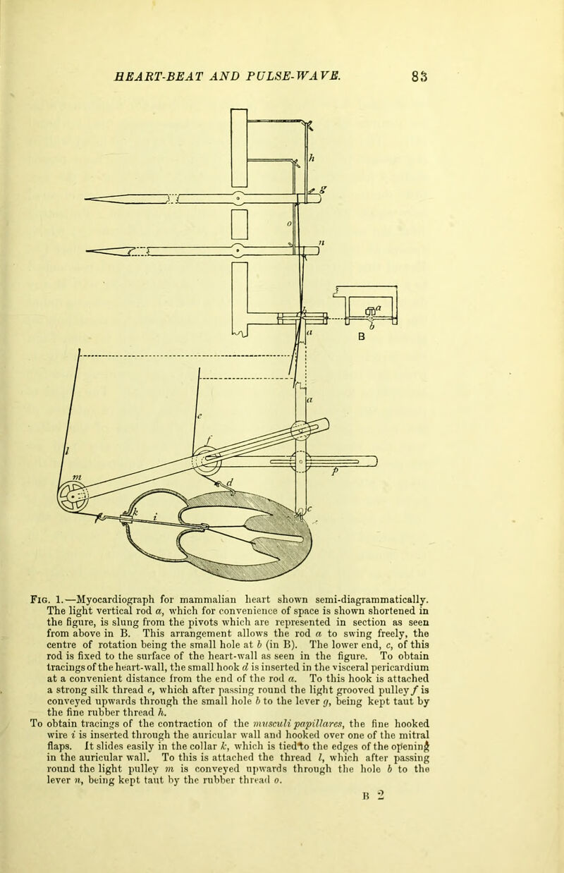 Fig. 1.—Myocardiograph for mammalian heart shown semi-diagrammatically. The light vertical rod a, which for convenience of space is shown shortened in the figure, is slung from the pivots which are represented in section as seen from above in B. This arrangement allows the rod a to swing freely, the centre of rotation being the small hole at b (in B). The lower end, c, of this rod is fixed to the surface of the heart-wall as seen in the figure. To obtain tracings of the heart-wall, the small hook d is inserted in the visceral pericardium at a convenient distance from the end of the rod a. To this hook is attached a strong silk thread e, which after passing round the light grooved pulley/ is conveyed upwards through the small hole b to the lever g, being kept taut by the fine rubber thread h. To obtain tracings of the contraction of the musculi papillares, the fine hooked wire i is inserted through the auricular wall ami hooked over one of the mitral flaps. It slides easily in the collar k, which is tied1;o the edges of the opening in the auricular wall. To this is attached the thread l, which after passing round the light pulley m is conveyed upwards through the hole b to tho lever n, being kept taut by the rubber thread o. B 2