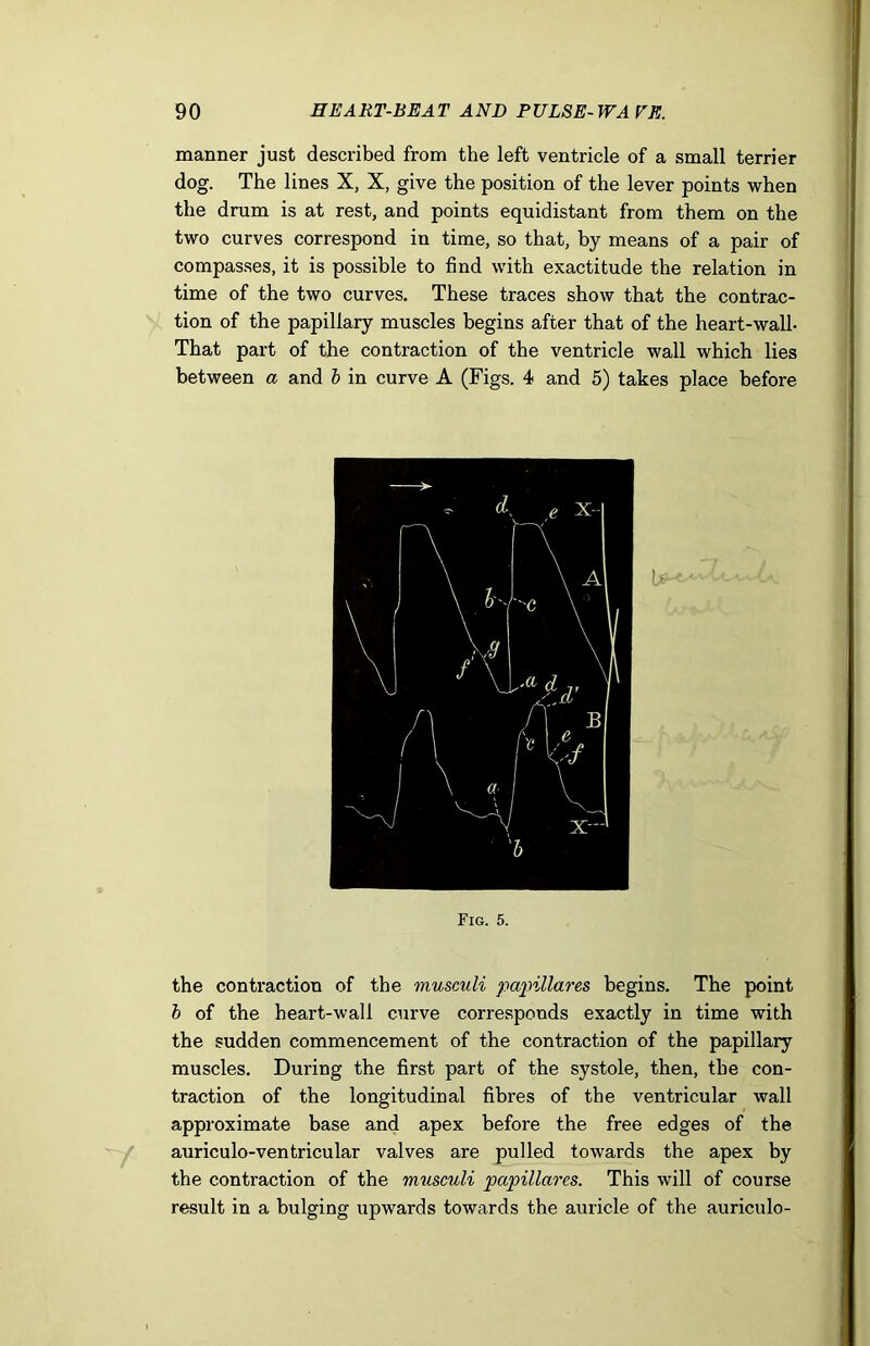 manner just described from the left ventricle of a small terrier dog. The lines X, X, give the position of the lever points when the drum is at rest, and points equidistant from them on the two curves correspond in time, so that, by means of a pair of compasses, it is possible to find with exactitude the relation in time of the two curves. These traces show that the contrac- tion of the papillary muscles begins after that of the heart-wall- That part of the contraction of the ventricle wall which lies between a and b in curve A (Figs. 4 and 5) takes place before Fig. 5. the contraction of the musculi papillares begins. The point b of the heart-wall curve corresponds exactly in time with the sudden commencement of the contraction of the papillary muscles. During the first part of the systole, then, the con- traction of the longitudinal fibres of the ventricular wall approximate base and apex before the free edges of the auriculo-ventricular valves are pulled towards the apex by the contraction of the musculi papillares. This will of course result in a bulging upwards towards the auricle of the auriculo-