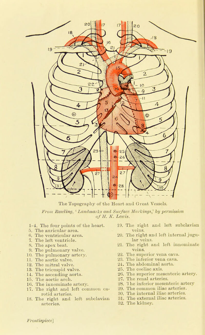 The Topography of the Heart and Great Vessels. From Baioling, '■Landmarks and Surface Markings,' by ^yermission of H. K. Leicis. 1-4. The four points of the heart. 19. 5. The auricular area. 6. The ventricular area. 20. 7. The left ventricle. 8. The apex heat. 21. 9. The pulmonary valve. 10. The iinlnionary artery. 22. 11. The aortic valve. 28. The mitral valve. 24. The tricusijid valve. 25. The ascending aorta. 26. The aortic arch. 27. 16. The innominate artery. 28. 17. The right and loft common ca- 29. rotid arteries. 30. 18. The right and left sixhclavian Ul. arteries. 32. 12, 13. 14, 15 The right and left suhclavian veins. The right and left internal jugu- lar veins. The right and left innominate veins. The superior vena cava. The inferior vena cava. The abdominal aorta. The coeliac axis. Tlie superior mesenteric arterj-. The renal arteries. 'J he inferior mesenteric artery The common iliac arteries. The internal iliac arteries. The external iliac arteries. The kidnev. Frontispiece]