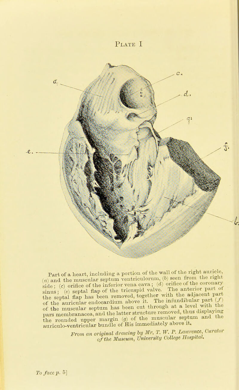 Plate I Part of a heart, including a portion of tire wall of the right auricle (a) and the muscular septum ventrioiUorum, (6) seen from the right side; (c) orifice of the inferior vena cava; {d) orifice of the coronary sinus; (6) septal flap of the tricuspid valve. The anterior par ot the septal flap has heen removed, together with the adjacent part of the aiu-icular endocardium above it. The mrundibular part /) of the miiscular septum has been cut through ^, J'^^ pars membranacea, and the latter structure removed, t^i^^^ displaymg the rounded upper margin (g) of the muscular septum and the auriculo-ventricular bundle of His immediately above it. From an original drawing by Mr. T. W. P. La^ormice, Curator of the Museum, University College Hospital, To face p. 5]