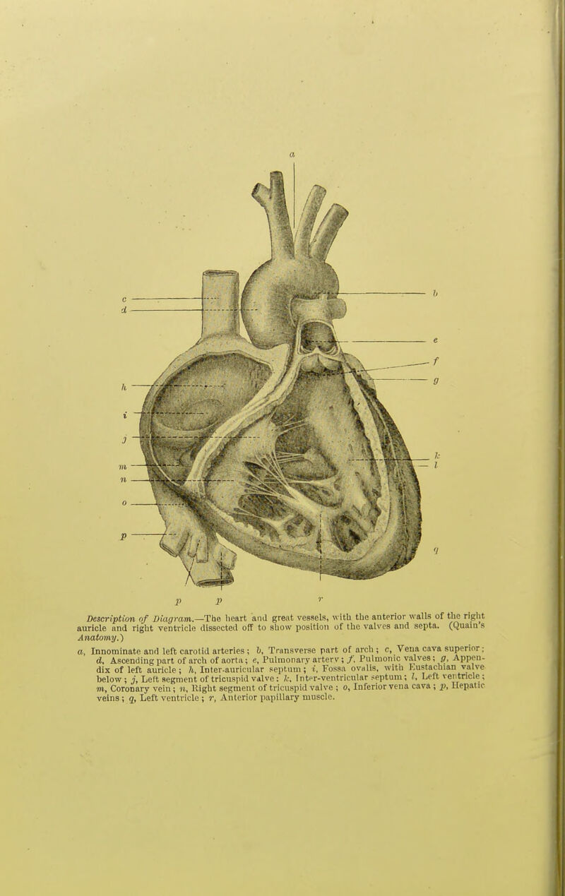 a P P '■ Description of Diagram—Tbe heart and great vessels, witb the anterior walls of the right auricle and right ventricle dissected off to show position of the valves and septa. (Quam's Anatomy.) a, Innominate and left carotid arteries ; h, Transverse part of arch ; c. Vena cava superior; d. Ascending part of arch of aorta; e, Pulmonary arterv ; /. Pulmonic valves; g, Appen- dix of left auricle; 7i. Inter-auricular peptum; i, Fossa oviilis. with Eustachian valve below; i, Left segment of tricuspid valve : k. Inter-ventricular septum; I, Left ventricle; m, Coronary vein; n. Right segment of tricuspid valve ; o, Inferior vena cava ; j), Uepatic veins; g, Left ventricle ; r, Anterior papillary muscle.