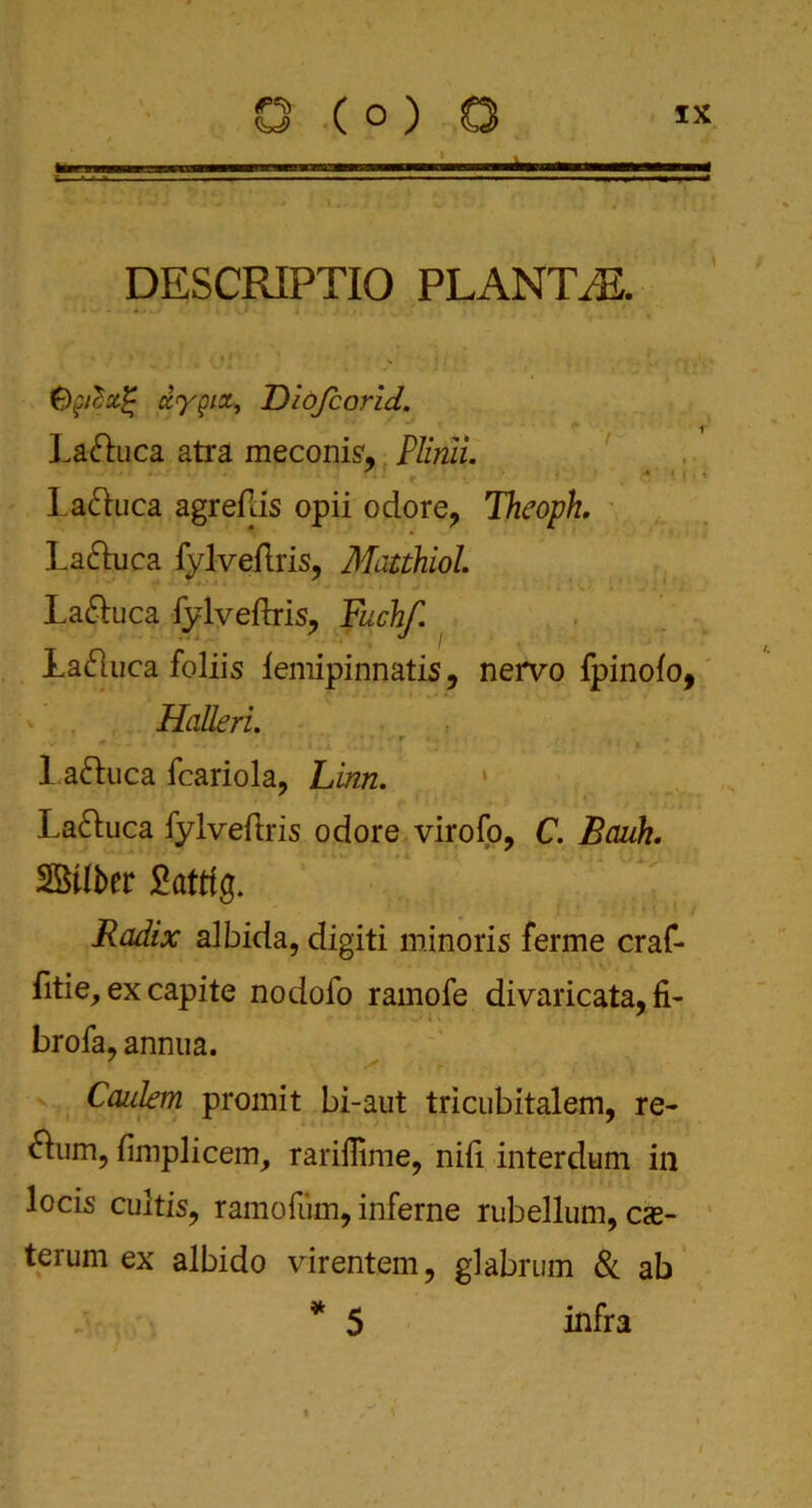 DESCRIPTIO PLANTS. £)£/£&£ ccypict, Diofcorid. Lattuca atra meconis1, Plinii. * ' La&uca agreflis opii odore? Vieoph. La&uca fylveflris, Matthiol. La&uca fylveftris, Fuchf. Ladluca foliis lemipinnatis9 nervo fpinofo, Halleri. m ‘ • • • r - . 1 a&uca fcariola, Linn. La&uca fylveflris odore virofo, C. Bauh. SBtlber £atttg. Radix albida, digiti minoris ferine craf- fitie, ex capite nodofo rarnofe divaricata, fi- brofa, annua. Caulem promit bi-aut tricubitalem, re- turn, fimplicem, rariffime, nifi interdum in locis cultis, ramofum, inferne rubellum, cas- terum ex albido virentem, glabrum & ab * 5 infra