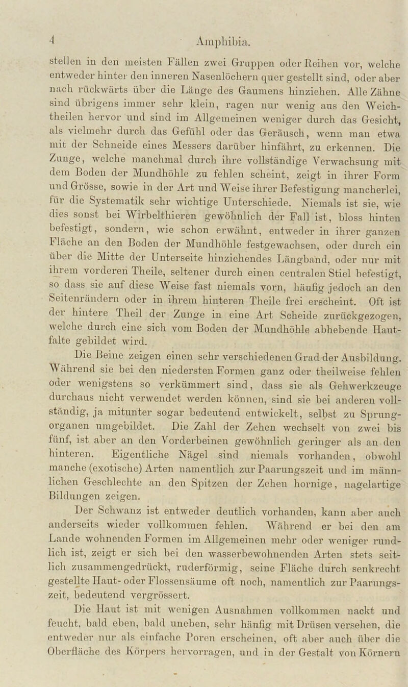 stellen in den meisten Fällen zwei Grui)pen oder Reihen vor, welche entweder hinter den inneren Nasenlöchern quer gestellt sind, oder aber nach rückwärts über die Länge des Gaumens hinziehen. Alle Zähne sind übrigens immer sehr klein, ragen nur wenig ans den Weich- theilen hervor und sind im Allgemeinen weniger durch das Gesicht, als vielmehr durch das Gefühl oder das Geräusch, wenn mau etwa mit der Schneide eines Messers darüber hinfährt, zu erkennen. Die Zunge, welche manchmal durch ihre vollständige Verwachsung mit dem Boden der Mundhöhle zu fehlen scheint, zeigt in ihrer Form und Grösse, sowie in der Art und Weise ihrer Befestigung mancherlei, für die Systematik sehr wichtige Unterschiede. Niemals ist sie, wie dies sonst bei Wirbelthieren gewöhnlich der Fall ist, bloss hinten befestigt, sondern, wie schon erwähnt, entweder in ihrer ganzen h lache an den Boden der Mundhöhle festgewachsen, oder durch ein über die Mitte der Unterseite hinziehendes Längband, oder nur mit ilu’om vorderen Theile, seltener durch einen centralen Stiel befestigt, so dass sie auf diese Weise fast niemals vorn, häufig jedoch an den Seitenrändern oder in ihrem hinteren Theile frei erscheint. Oft ist der hintere Theil der Zunge in eine Art Scheide zurückgezogen, welche durch eine sich vom Boden der Mundhöhle abhebende Ilaut- falte gebildet wird. Die Beine zeigen einen sehr verschiedenen Grad der Ausbildung. Während sie bei den niedersten Formen ganz oder theilweise fehlen oder wenigstens so verkümmert sind, dass sie als Gehwerkzeuge durchaus nicht verwendet werden können, sind sie bei anderen voll- ständig, ja mitunter sog'ar bedeutend entwickelt, selbst zu Spruiig- organen umgebildet. Die Zahl der Zehen wechselt von zwei bis fünf, ist aber an den Vorderbeinen gewöhnlich geringer als an den hinteren. Eigentliche Nägel sind niemals vorhanden, obwohl manche (exotische) Arten namentlich zur Paarungszeit und im männ- lichen Geschlechte an den Spitzen der Zehen hornige, nagelartige Bildungen zeigen. Der Schwanz ist entweder deutlich vorhanden, kann aber auch anderseits wieder vollkommen fehlen. Während er bei den am Lande wohnenden Formen im Allgemeinen mehr oder weiiiger rund- lich ist, zeigt er sich bei den wasserbewohnenden Arten stets seit- lich zusammengedrückt, ruderförmig, seine Fläche durch senkrecht gestellte Haut- oder Flossensäume oft noch, namentlich zur Paarungs- zeit, bedeutend vergrössert. Die Haut ist mit wenigen Ausnahmen vollkommen nackt und feucht, bald eben, bald uneben, sehr häufig mit Drüsen versehen, die entweder nui’ als einfache Poren erscheinen, oft aber auch über die Oberfläche des Kfirpers hervorragen, und in der Gestalt von Körnern