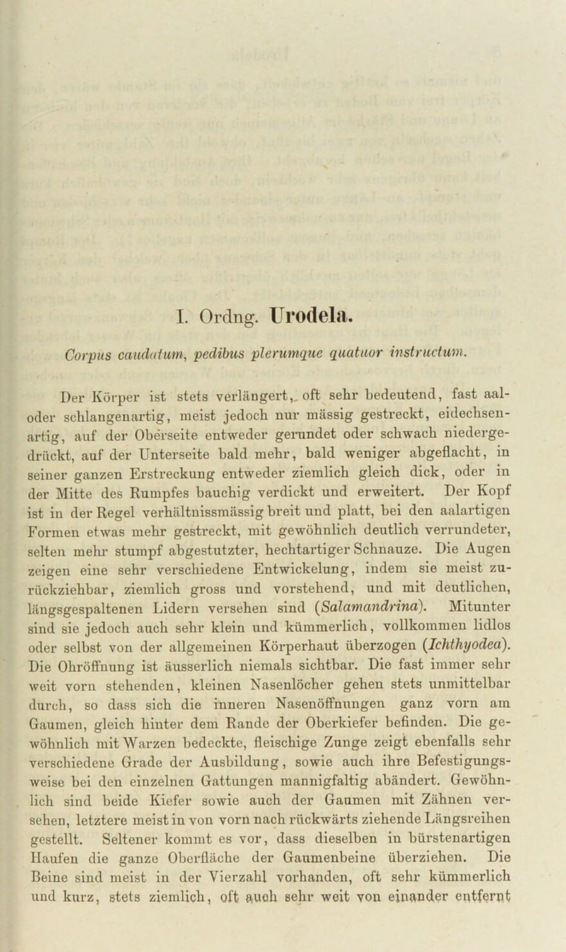 I. Ordng. Urodela. Corpus caudatum, pedibus plenmque quatuor instructum. Der Körper ist stets verlängert,, oft sehr bedeutend, fast aal- oder scblangenartig, meist jedoch nur mässig gestreckt, eidechsen- artig, auf der Oberseite entweder gerundet oder schwach niederge- drückt, auf der Unterseite bald mehr, bald weniger abgeflacht, in seiner ganzen Erstreckung entweder ziemlich gleich dick, oder in der Mitte des Rumpfes bauchig verdickt und erweitert. Der Kopf ist in der Regel verhältnissmässig breit und platt, bei den aalartigen Formen etwas mehr gestreckt, mit gewöhnlich deutlich verrundeter, selten mehr stumpf abgestutzter, hechtartiger Schnauze. Die Augen zeigen eine sehr verschiedene Entwickelung, indem sie meist zu- rückziehbar, ziemlich gross und vorstehend, und mit deutlichen, läugsgespaltenen Lidern versehen sind {ßdlamandrind). Mitunter sind sie jedoch auch sehr klein und kümmerlich, vollkommen lidlos oder selbst von der allgemeinen Körperhaut überzogen (Ichthyodea). Die Ohrölfnung ist äusserlich niemals sichtbar. Die fast immer sehr weit vorn stehenden, kleinen Nasenlöcher gehen stets unmittelbar durch, so dass sich die inneren Nasenölfnungen ganz vorn am Gaumen, gleich hinter dem Rande der Oberkiefer befinden. Die ge- wöhnlich mit Warzen bedeckte, fleischige Zunge zeigt ebenfalls sehr verschiedene Grade der Ausbildung, sowie auch ihre Befestigungs- weise bei den einzelnen Gattungen mannigfaltig abändert. Gewöhn- lich sind beide Kiefer sowie auch der Gaumen mit Zähnen ver- sehen, letztere meist in von vorn nach rückwärts ziehende Längsreihen gestellt. Seltener kommt es vor, dass dieselben in bürstenartigen Haufen die ganze Oberfläche der Gaumenbeine überziehen. Die Beine sind meist in der Vierzahl vox’handen, oft sehr kümmerlich und kurz, stets ziemlich, oft auch sehr weit von einander eixtferpt