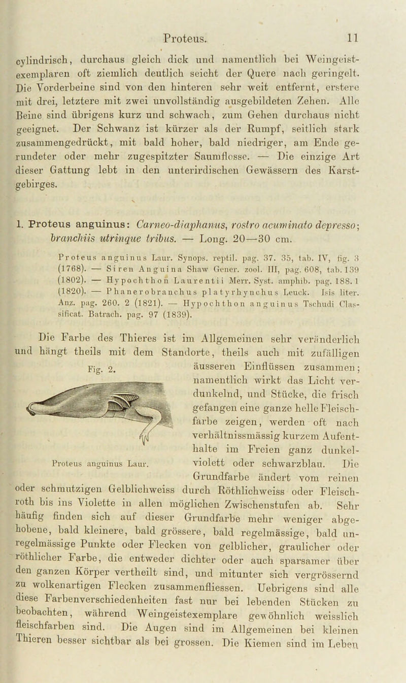 cylindrisch, durchaus gleich dick und namentlich bei Weingeist- exemplaren oft ziemlich deutlich seicht der Quere nach geringelt. Die Vorderbeine sind von den hinteren sehr weit entfernt, ei’stere mit drei, letztere mit zwei unvollständig ausgebildeten Zehen. Alle Beine sind übrigens kurz und schwach, zum Gehen durchaus nicht geeignet. Der Schwanz ist kürzer als der Rumpf, seitlich stark zusammengedrückt, mit bald hoher, bald niedriger, am Ende ge- rundeter oder mehr zugespitzter Saumflosse. — Die einzige Art dieser Gattung lebt in den unterirdischen Gewässern des Karst- gebirges. 1. Proteus anguinus: Carneo-diaphamis, rostro acuminato depresso; hranchiis utrinqae tribiis. — Long. 20—30 cm. Proteus anguinus Laur. Synops. reptil. pag. 37. 35, tab. IV, tig. 3 (1768). — Siren Anguina Shaw Gener. zool. III, pag. 608, tab. 139 (1802). — Hypochthon Laurentii Merr. Syst, amphib. pag. 188.1 (1820). — P ha ne r 0 bra nch u s pl a t y rh y n ch u s Leuek. I.-^is liter. Anz. pag. 260. 2 (l82l). — Hypochthon anguinus Tsdnuli Clas- sificat. Batrach. pag. 97 (1839). Proteus anguinus Laur. Die Farbe des Thieres ist im Allgemeinen sehr veränderlich und hängt theils mit dem Standorte, theils auch mit zufälligen Fig. 2. äusseren Einflüssen zusammen; namentlich wirkt das Licht ver- dunkelnd, und Stücke, die frisch gefangen eine ganze helle Eleisch- farbe zeigen, werden oft nach verhältnissmässig kurzem Aufent- halte im Freien ganz dunkel- violett oder schwarzblau. Die Grundfai’be ändert vom reinen oder schmutzigen Gelblichweiss durch Röthlichweiss oder Fleisch- roth bis ins Violette in allen möglichen Zwischenstufen ab. Sehr häufig finden sich auf dieser Grundfarbe mehr weniger abge- hobene, bald kleinere, bald grössere, bald regelmässige, bald un- legelmässige Punkte oder Flecken von gelblicher, graulicher oder röthlicher Farbe, die entweder dichter oder auch sparsamer über den ganzen Körper vertheilt sind, und mitunter sich vergrössernd zu wolkenartigen Flecken zusammenfliessen. Uebrigens sind alle diese Farbenverschiedenheiten fast nur bei lebenden Stücken zu beobachten, während Weingeistexemplare gewöhnlich weisslich fleischfarben sind. Die Augen sind im Allgemeinen bei kleinen Thieren besser sichtbar als bei grossen. Die Kiemen sind im lieben