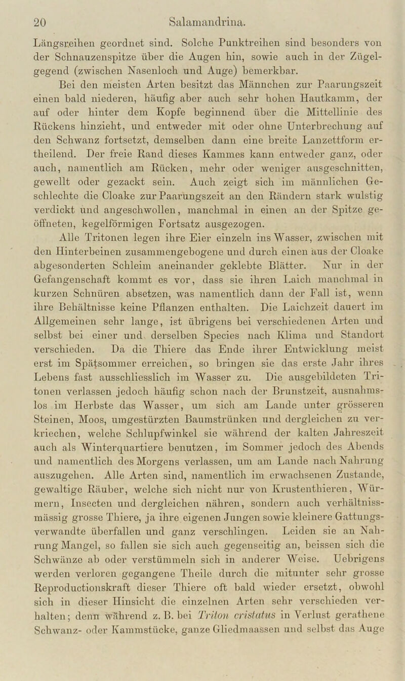 Lcängsi’eihen geordnet sind. Solche Punktreihen sind besonders von der Schnauzenspitze über die Augen hin, sowie auch in der Zügel- gegeud (zwischen Nasenloch und Auge) bemerkbar. Bei den meisten Arten besitzt das Männchen zur Paarungszeit einen bald niederen, häufig aber auch sehr hohen Hautkamm, der auf oder hinter dem Kopfe beginnend über die Mittellinie des Rückens hinzieht, und entweder mit oder ohne Unterbrechung auf den Schwanz fortsetzt, demselben dann eine breite Lanzettform er- theilend. Der freie Rand dieses Kammes kann entweder ganz, oder auch, namentlich am Rücken, mehr oder weniger ausgeschnitten, gewellt oder gezackt sein. Auch zeigt sich im männlichen Ge- schlechte die Cloake zur Paarungszeit an den Rändern stark wulstig verdickt und angeschwollen, manchmal in emen an der Spitze ge- öffneten, kegelförmigen Fortsatz ausgezogen. Alle Tritonen legen ihre Eier einzeln ins Wasser, zwischen mit den Hinterbeinen zusammengebogene und durch einen aus der Cloake abgesonderten Schleim aneinander geklebte Blätter. Nur in der Gefangenschaft kommt es vor, dass sie ihren Laich manchmal in kurzen Schnüren absetzen, was namentlich dann der Fall ist, wenn ihre Behältnisse keine Pflanzen enthalten. Die Laichzeit dauert im Allgemeinen sehr lange, ist übrigens bei verschiedenen Arten und selbst bei einer und derselben Species nach Klima luid Standoi't verschieden. Da die Thiere das Ende ihrer Entwicklung meist erst im Spätsommer erreichen, so bringen sie das erste Jahr ihres Lebens fast ausschliesslich im Wasser zu. Die ausgebildeten Tri- tonen verlassen jedoch häufig schon nach dei- Brunstzeit, ausnalims- los im Herbste das Wasser, um sich am Lande unter grösseren Steinen, Moos, umgestürzten Baumstrünken und dergleichen zu ver- kriechen, welche Schlupfwinkel sie während der kalten Jahreszeit auch als Winterquartiere benutzen, im Sommer jedoch des Abends und namentlich des Moi’gens verlassen, um am Lande nach Nahrung auszugehen. Alle Arten sind, namentlich im erwachsenen Zustande, gewaltige Räuber, welche sich nicht nur von Krustenthieren, Wür- mern, Insecten und dergleichen nähren, sondern auch verhältniss- mässig grosse Thiere, ja ihre eigenen Jungen sowie kleinere Gattungs- verwandte überfallen und ganz verschlingen. Leiden sie an Nah- rung Mangel, so fallen sie sich auch gegenseitig an, heissen sich die Schwänze ab oder verstümmeln sich in anderer Weise. Uebrigens werden verloren gegangene Theile durch die mitunter sehr grosse Reproductionskraft dieser Thiere oft bald wieder ersetzt, obwohl sich in dieser Hinsicht die einzelnen Arten sehr verschieden ver- halten; denn während z. B. bei Triion cristafns in Verlust gerathene Schwanz- oder Kammstücke, ganze Gliedmaassen und selbst das Auge