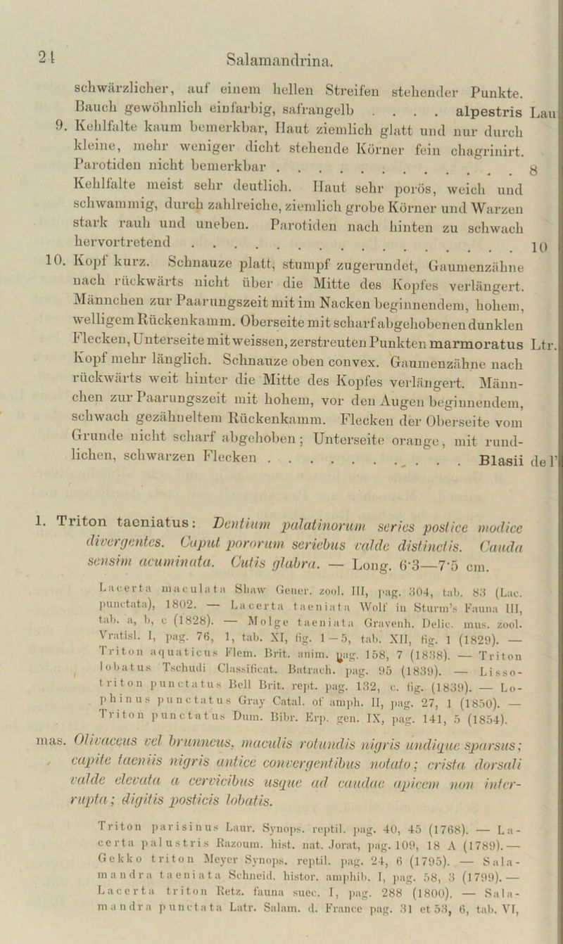 Salamiin (Irina. schwärzlicher, auf einem liellen Sti-eifen stehender Punkte. Bauch gewöhnlich einfarbig, safrangelb .... alpestris Lau 9. Kehlfalte kaum bemerkbar. Haut ziemlich glatt und nur durch kleine, mehr weniger dicht stehende Körner fein chagrinirt. Parotidei! nicht bemerkbar 3 Kehllalte meist sehr deutlich. Haut sehr porös, weich und schwammig, durch zahlreiche, ziemlich grobe Körner und Warzen stark rauh und uneben. Parotiden nach hinten zu schwach her vertretend 10. Kojjf kurz. Schnauze jilatt; stumpf zugerundet, Gaumenzähne nach 1 ückwärts nicht über die Mitte des Kopfes verlängert. Männchen zur Paarungszeit mit im Nacken heginnendem, hohem, welligem Rückeukamm. Oberseite mit scharf abgehobenen dunklen h lecken, Unterseite mit weissen, zerstreuten Punkten marmoratus Ltr. Kopf mehr länglich. Schnauze oben convex. Gaumenzähne nach rückwärts weit hinter die Mitte des Kopfes verlängert. Männ- chen zur I aarungszeit mit hohem, vor den Augen heginnendem, schwach gezähueitern Rilckenkamm. Flecken der Oberseite vom Grunde niclit schart abgehoben; Unterseite orange, mit rund- lichen, schwarzen Flecken Blasii del’ 1. Triton taeniatus; DentiHtn pcilatinoruDi stirics posUce niodice divergentes. Caput pororum seriebus vrdde distinciis. Cauda sensim aemninata. Cutis glubra. — Loug. 6’3—7-5 cm. Liicertii nijiculafa Shaw Geiu-r. zool. III, |>ag. 304, tah. 83 (Lac. ])unctata), 1802. — Lacerta taeniata Wolf in Stunn’s Fauna 111, tal). a, h, c (1828). Molgc taeniata Gravenh. Delic. iiius. zool. Vratisl. I, pag. 76, 1, tab. XI, (ig. 1—5, tab. XII, fig. 1 (1829). — Triton aquaticus Flem. Brit. anim. ^ag. 158, 7 (1838). — Triton ^ lobatus; Tscluuli Cl.-i.ssificat. Batrach. pag. 95 (1839). — Lisso- triton punctatu,s Bell Brit. re]>t. pag. 132, c. fig. (1839). — Lo- phinus punctatus Gray Catal. of amph. II, pag. 27, 1 (1850). — Triton punctatus Dum. Bibr. Erp. gen. IX, pag. 141, 5 (1854). mas. 01/vaceus vel brunneus, niaculis rotundis nigris undicguc sjuirsus; , cupde taeniis nigns anfice couvergentibus notato; crista dorsedi icdde elevuta, ii cervicibiis tisqiie ad eaudae aplcem non intvr- rupta; digitis posticis lobatis. Triton parisinus Laur. Synops. reptil. i>ag. 40, 45 (1768). — La- certa palustris Razouin. hist. nat. .lorat, pag. 109, 18 A (1789).— Gekko triton Meyer Synoj>s. reptil. jiag. 24, 6 (1795). — Sala- mandra taeniata Schneid, histor. aniphil). I, pag. 58, 3 (1799).— Lacerta triton Retz, fauna suec. I, pag. 288 (I8OO). — Sala- mandra punctata Latr. Salam. d. France pag. 31 et 53, 6, tab. VI,