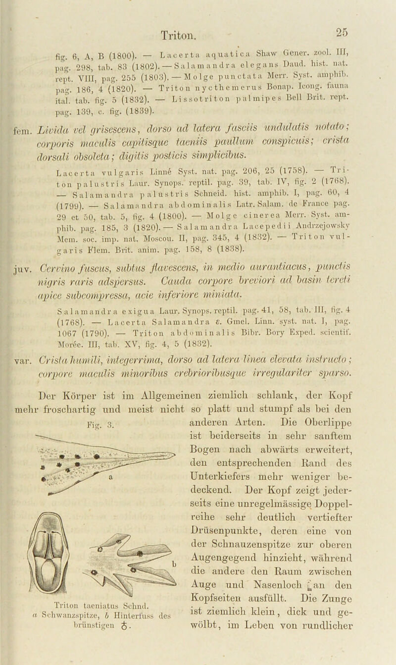 fig. 6, A, B (1800). — Liicerta aquatica Shaw Gener. zool. III, pag. 298, tab. 83 (1802). — Salamaudra elegans Daucl. hist. iiat. rept. VIII, pag. 255 (1803). — Molge punctata Merr. Syst, ainphib. pag. 186, 4 (1820). — Triton n y c th e m erii s Bonap. Icong. tauna itaT. tab. fig. 5 (1832). — Lissotriton ))almipes Bell Brit. rept. pag. 139, c. fig. (1839). fern. Livkla vel grisescens, clorso ad latem fasäis undulatis notato; corporis macidis capitisque taeniis paidhim conspicuis; er isla dorsali ohsoleta; digitis posticis simpUcibus. Lacerta vulgaris Linne Syst. nat. pag. 206, 25 (1758). — Tri- ton palustris Laur. Synops. reptil. pag. 39, tab. IV, fig. 2 (1768). — Salamandra palustris Schneid, hist, aniphib. I, pag. 60, 4 (179y), — Salamaudra abdominalis Latr. Salam. de France jiag. 29 et 50, tab. 5, fig. 4 (1800). — Molge cinerea Merr. Syst, am- phib. pag. 185, 3 (1820).— Salamandra Lacepedii Andrzejowsky Mein. soc. imji. nat. Moscou. II, pag. 345, 4 (1832). Triton vul- garis Flem. Brit. anim. pag. 158, 8 (1838). juv. Cen-ino fiiscus, suhtus ßavescens, in medio uurantiacus, pauefis nigris raris adspersus. Cauda corp>ore hreviori ad hasin lereti apice suhcompressa, acie inferiore miniaia. Salamandra exigua Laur. Synops. i'eptil. pag. 41, 58, tab. III, lig. 4 (1768). — Lacerta Salamandra £. Gmel. Linn. syst. nat. I, pag. 1067 (1790). — Triton abdominalis Bibr. Bory E.xped. .scientii’. Moree. III, tab. XV, fig. 4, 5 (1832). var. Crislalmmili, integerrima, dorso ad latera linea clevata insfruclo; corpore macidis minoribiis crehriorihusque irregidariter sparso. Der Körper ist im Allgemeinen ziemlicli selilank, der Kopf mehr froschartig und meist nicht so platt und stumpf als hei den anderen Arten. Die Oberlippe ist beiderseits in sehr sanftem Bogen nach abwärts erweitert, den entsprechenden Rand des Unterkiefers mehr weniger be- deckend. Der Kopf zeigt jeder- seits eine unregelmässige Doppel- reihe sehr deutlich vertiefter Drüsenpunkte, deren eine von der Schnauzenspitze zur oberen Augengegend hinzieht, während die andere den Raum zwischen Auge und Nasenloch (^an den Kopfseiten ausfüllt. Die Zunge ist ziemlich klein, dick und ge- wölbt, im Leben von rundlicher Fig. 3. Trilon taeniatus Schml. a Schwanzspitze, b HinteiTuss des brünstigen J.