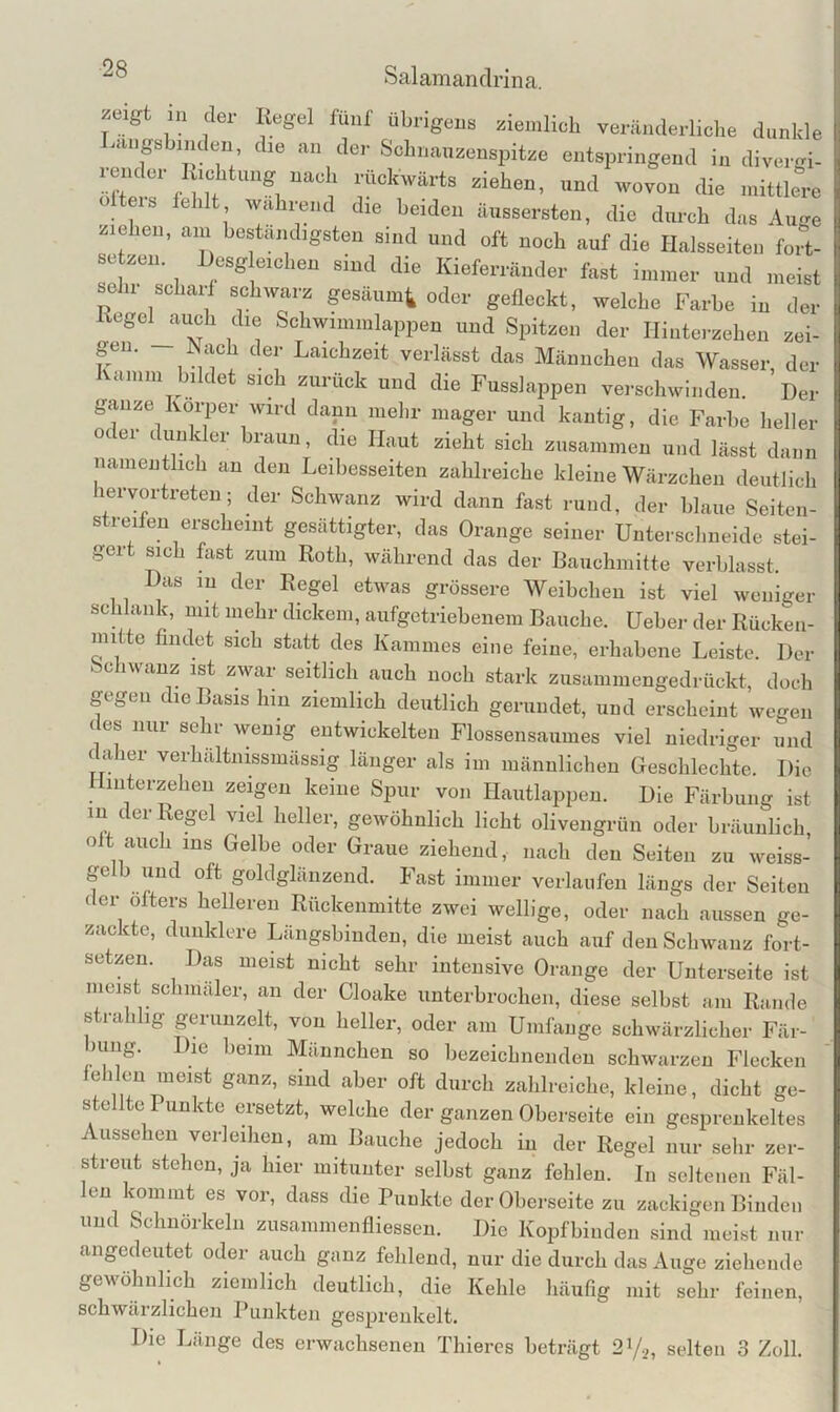 zeigt m der Regel fünf übrigens ziemlich veränderliche dunkle ..ingshinden die an der Schnanzensiiitze entspringend in divergi- reiKler Richtung nach rückwärts ziehen, und wovon die mittlere teis fehlt wahrend die beiden äussersten, die durch das Auge ziehen, am beständigsten sind und oft noch auf die Halsseiteii fort- setzen. Resg eichen sind die Kieferränder fast immer und meist Ohl schaid schwarz gesäumt oder gefleckt, welche Farbe in der xcgel auch die Schwimmlappen und Spitzen der Ilinterzehen zei- geii. Nach der Laichzeit verlässt das Männchen das Wasser, der Kamm bildet sich zurück und die Fusslappen verschwinden. Der ganze Körper wird dann mehr mager und kantig, die Farbe heller ot ei t un c er braun, die Haut zieht sich zusammen und lässt daun namentlich an den Leibesseiten zahlreiche kleine Wärzchen deutlich hervortreteu; der Schwanz wird dann fast rund, der blaue Seiten- streifen eijcheint gesättigter, das Orange seiner UnterscI,neide stei- geit sich Rist zum Roth, während das der Bauchmitte verblasst. Das in der Regel etwas grössere Weibchen ist viel weniger schlank, mit mehr dickem, aufgetriebenem Bauche, üeber der Rücken- mitte findet sich statt des Kammes eine feine, erhabene Leiste. Der Schwanz ist zwar seitlich auch noch stark zusammengedrückt, doch gegen die Basis hm ziemlich deutlich gerundet, und erscheint wegen des nur sehr wenig entwickelten Flossensaumes viel niedriger und daher verhältiussmässig länger als im männlichen Geschlechte. Die Hmterzehen zeigen keine Spur von Hautlappen. Die Färbung ist in der Regel viel heller, gewöhnlich licht olivengrün oder bräunlich, oft auch ms Gelbe oder Graue ziehend, nach den Seiten zu weiss- ge und oft goldglänzend. Fast immer verlaufen längs der Seiten der öfters helleren Rückenmitte zwei wellige, oder nach aussen ge- zackte, dunklere Längsbinden, die meist auch auf den Schwanz fort- setzen. Das meist nicht sehr intensive Orange der Unterseite ist meist schmaler, an der Cloake unterbrochen, diese selbst am Rande s rahhg gerunzelt, von heller, oder am Umfange schwärzlicher Fär- Hing. Die beim Männchen so bezeichnenden schwarzen Flecken fehlen meist ganz, sind aber oft durch zahlreiche, kleine, dicht ga- ste Itc Punkte ersetzt, welche der ganzen Oberseite ein gesprenkeltes Aussehen verleilien, am Bauche jedoch in der Regel nur sehr zer- streut stehen, ja hier mitunter selbst ganz fehlen. In seltenen Fäl- len kommt es vor, dass die Punkte der Oberseite zu zackigen Binden und Schnörkeln zusammenfliessen. Die Kopfbinden sind meist nur angedeutet oder auch ganz fehlend, nur die durch das Auge ziehende gewöhnlich ziemlich deutlich, die Kehle häufig mit sehr feinen, schwärzlichen Punkten gesprenkelt. Die Länge des erwachsenen Thieres beträgt 2V2, selten 3 Zoll.