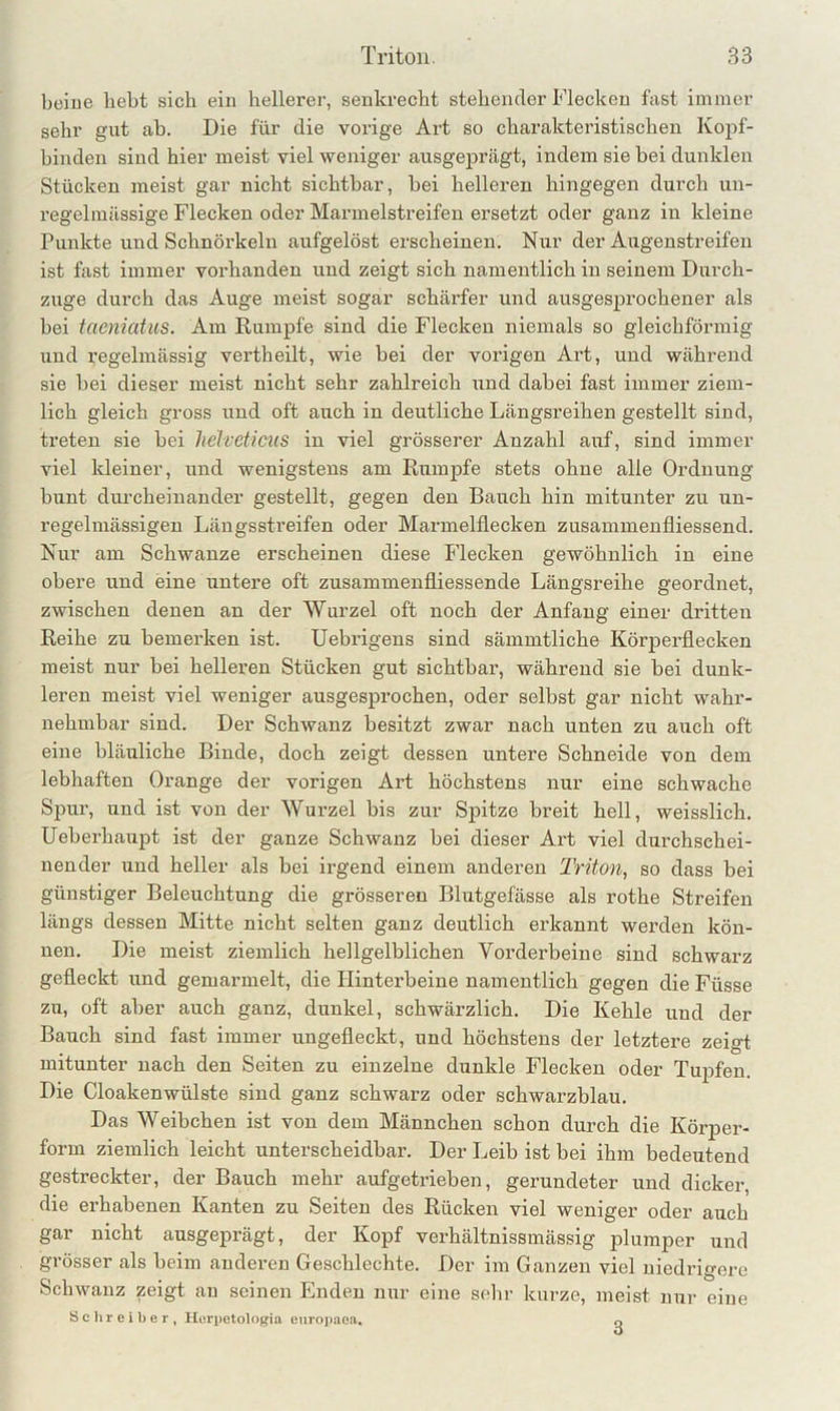 beiue hebt sich ein hellerer, senkrecht stehender Flecken fast immer sehr gut ab. Die für die vorige Art so charakteristischen Kopf- hinden sind hier meist viel weniger ausgeprägt, indem sie bei dunklen Stücken meist gar nicht sichtbar, bei helleren hingegen durch un- regelmässige Flecken oder Marmelstreifen ersetzt oder ganz in kleine Punkte und Schnörkeln aufgelöst erscheinen. Nur der Augenstreifen ist fast immer vorhanden und zeigt sich namentlich in seinem Durch- zuge durch das Auge meist sogar schärfer und ausgesprochener als bei taeniatus. Am Rumpfe sind die Flecken niemals so gleichförmig und regelmässig vertheilt, wie bei der vorigen Art, und während sie bei dieser meist nicht sehr zahlreich und dabei fast immer ziem- lich gleich gross und oft auch in deutliche Längsi’eihen gestellt sind, treten sie bei lieJveticus in viel grösserer Anzahl auf, sind immer viel kleiner, und wenigstens am Rumpfe stets ohne alle Ordnung bunt durcheinander gestellt, gegen den Bauch hin mitunter zu un- regelmässigen Längsstreifen oder Marmelllecken zusammenfliessend. Nur am Schwänze erscheinen diese Flecken gewöhnlich in eine obere und eine untere oft zusammenfliessende Längsreihe geordnet, zwischen denen an der Wurzel oft noch der Anfang einer dritten Reihe zu bemei’ken ist. Uebrigens sind sämmtliche Körperflecken meist nur bei helleren Stücken gut sichtbar, während sie bei dunk- leren meist viel weniger ausgesprochen, oder selbst gar nicht wahr- nehmbar sind. Der Schwanz besitzt zwar nach unten zu auch oft eine bläuliche Binde, doch zeigt dessen untere Schneide von dem lebhaften Orange der vorigen Art höchstens nur eine schwache Spur, und ist von der Wurzel bis zur Spitze breit hell, weisslich. Ueberhaupt ist der ganze Schwanz bei dieser Art viel durchschei- nender und heller als bei irgend einem anderen Triton, so dass bei günstiger Beleuchtung die grösseren Blutgefässe als rothe Streifen längs dessen Mitte nicht selten ganz deutlich erkannt werden kön- nen. Die meist ziemlich hellgelblichen Vorderbeine sind schwarz gefleckt und gemarmelt, die Hinterbeine namentlich gegen die Füsse zu, oft aber auch ganz, dunkel, schwärzlich. Die Kehle und der Bauch sind fast immer ungefleckt, und höchstens der letztere zeigt mitunter nach den Seiten zu einzelne dunkle Flecken oder Tupfen. Die Cloakenwülste sind ganz schwarz oder schwarzblau. Das Weibchen ist von dem Männchen schon durch die Körper- form ziemlich leicht unterscheidbar. Der Leib ist bei ihm bedeutend gestreckter, der Bauch mehr aufgetrieben, gerundeter und dicker, die erhabenen Kanten zu Seiten des Rücken viel weniger oder auch gar nicht ausgeprägt, der Kopf verhältnissmässig plumper und grösser als beim anderen Geschlechte. Der im Ganzen viel niedrigere Schwanz zeigt an seinen Enden nur eine sehr kurze, meist nur eine Sclireiber, Herpetologia europaea. 3