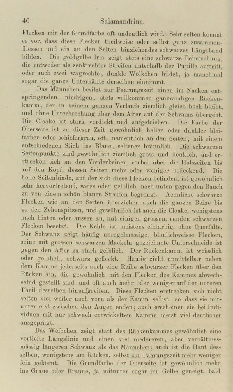 Flecken mit der Grundfarbe oft undeutlich wird. Sehr selten kommt es vor, dass diese Flecken theilweise oder seihst ganz zusammen- ilicssen und ein an den Seiten hinzieliendes schwarzes Läugshand bilden. Die goldgelbe Iris zeigt stets eine schwarze Beimischung, die .entweder als senkrechter Streifen unterhalb der Pupille aufti;itt, oder auch zwei wagrechte, dunkle Wölkchen bildet, ja manchmal sogar die ganze Unterhälfte derselben einnimmt. Das Männchen besitzt zur Paarungszeit einen im Nacken ent- springendeu, niedrigen, stets vollkommen ganzrandigen Kücken- kamm, der in seinem ganzen Verlaufe ziemlich gleich hoch bleibt, und ohne Unterbrechiing über dem After auf den Schwanz übergeht. Die Cloake ist stark verdickt iind aufgetrieben. Die Farbe der Oberseite ist zu dieser Zeit gewöhnlich heller oder dunkler blei- larben oder schiefergrau, oft, namentlich au den Seiten, mit einem entschiedenen Stich ins Blaue, seltener bräunlich. Die schwarzen Seiteupunkte sind gewöhnlich ziemlich gross und deutlich, und er- strecken sich an den Vorderbeinen vorbei über die Halsseiten bis aut den Kopf, dessen Seiten mehr oder weniger bedeckend. Die helle Seitenbinde, auf der sich diese Flecken befinden, ist gewöhnlich sehr hervortretend, weiss oder gelblich, nach unten gegen den Bauch zu von einem schön blauen Streifen begrenzt. Aehnliche schwarze Flecken wie an den Seiten überziehen auch die ganzen Beine bis zu den Zehenspitzen, und gewöhnlich ist auch die Cloake, wenigstens nach hinten oder aussen zu, mit einigen grossen, runden schwarzen Flecken besetzt. Die Kehle ist meistens einfarbig, ohne Querfalte. Der Schwanz zeigt häufig unregelmässige, bläulichweisse Flecken, seine mit grossen schwarzen Mackein gezeichnete Unterschneide ist gegen den After zu stark gelblich. Der Rückenkamm ist weisslich oder gelblich, schwarz gefleckt. Häufig zieht unmittelbar neben dem Kamme jederseits auch eine Reihe schwarzer Flecken über den Rücken hin, die gewöhnlich mit den Flecken des Kammes abwech- selnd gestellt sind, und oft auch mehr oder weniger auf den unteren Theil desselben hinaufgreifen. Diese Flecken erstrecken sich nicht selten viel weiter nach vorn als der Kamm selbst, so dass sie mit- unter erst zwischen den Augen enden; auch erscheinen sie bei Indi- viduen mit nur schwach entwickeltem Kamme meist viel deutlicher ausgeprägt. Das Weibchen zeigt statt des Rückenkammes gewöhnlich eine vertiefte Längslinie und einen viel niedereren, aber verhältniss- mässig längeren Schwanz als das Männchen ; auch ist die Haut des- selben, wenigstens am Rücken, selbst zur Paarungszeit mehr weniger fein gekörnt. Die Griuidfärbe der Oberseite ist gewöhnlich mehr ins Graue oder Braune, ja mitunter sogar ins Gelbe geneigt, bald