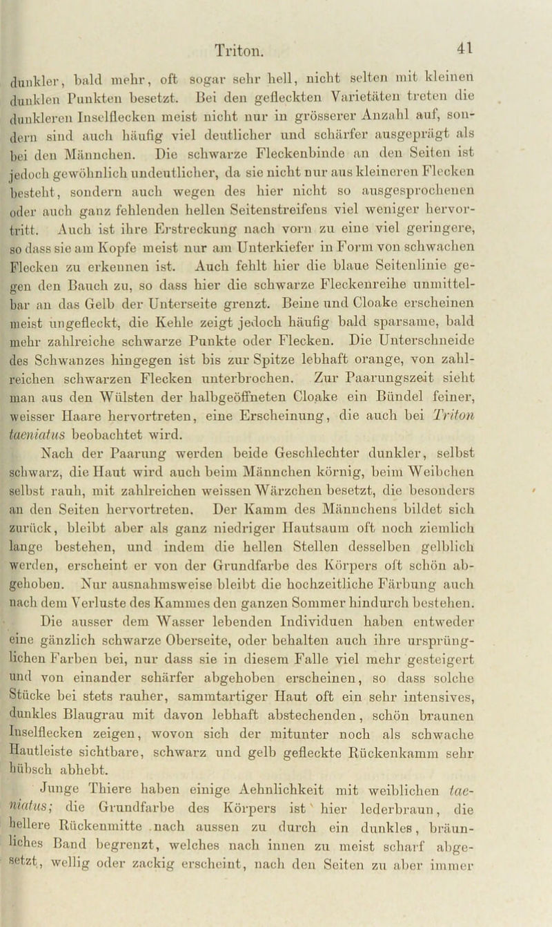 dunkler, bald mehr, oft sogar sehr hell, nicht selten mit kleinen dunklen Punkten besetzt. Bei den gefleckten Varietäten treten die dunkleren Inselflecken meist nicht nur in grösserer Anzahl auf, son- dern sind auch häufig viel deutlicher und schärfer ausgeprägt als bei den Männchen. Die schwarze Fleckenhinde an den Seiten ist jedoch gewöhnlich undeutlicher, da sie nicht nur aus kleineren Flecken bestellt, sondern auch wegen des hier nicht so ausgesprochenen oder auch ganz fehlenden hellen Seiteustreifens viel weniger hervor- tritt. Auch ist ihre Ei-streckung nach vorn zu eine viel geringere, so dass sie am Kopfe meist nur am Unterkiefer in Form von schwachen Flecken zu erkennen ist. Auch fehlt hier die blaue Seitenlinie ge- gen den Bauch zu, so dass hier die schwarze Fleckenreihe unmittel- bar an das Gelb der Unterseite grenzt. Beine und Cloake erscheinen meist ungefleckt, die Kehle zeigt jedoch häufig bald sparsame, bald mehr zahlreiche schwarze Punkte oder Flecken. Die Unterschneide des Schwanzes hingegen ist bis zur Spitze lebhaft orange, von zahl- reichen schwarzen Flecken unterhrochen. Zur Paarungsze.it sieht man aus den Wülsten der halbgeöffneten Cloake ein Bündel feiner, weisser Haare hervortreten, eine Erscheinung, die auch hei Triton taeniafus beobachtet wird. Nach der Paarung werden beide Geschlechter dunkler, seihst schwarz, die Haut wird auch heim Männchen körnig, heim Weibchen seihst rauh, mit zahlreichen weissen Wärzchen besetzt, die besonders au den Seiten hervortreteu. Der Kamm des Männchens bildet sich zurück, bleibt aber als ganz niedriger Hautsaum oft noch ziemlich lange bestehen, und indem die hellen Stellen desselben gelblich werden, erscheint er von der Grundfarbe des Körpers oft schön ab- gehoben. Nur ausnahmsweise bleibt die hochzeitliche Fäi'bung auch nach dem Verluste des Kammes den ganzen Sommer hindurch bestehen. Die ausser dem Wasser lebenden Individuen haben entweder eine gänzlich schwarze Oberseite, oder behalten auch ihre ursprüng- lichen Farben bei, nur dass sie in diesem Falle viel mehr gesteigert und von einander schärfer abgehoben erscheinen, so dass solche Stücke bei stets rauher, sammtartiger Haut oft ein sehr intensives, dunkles Blaugrau mit davon lebhaft ahstechenden, schön braunen Inselflecken zeigen, wovon sich der mitunter noch als schwache Ilautleiste sichtbare, schwarz und gelb gefleckte Rückenkamm sehr liübsch abheht. Junge Thiere haben einige Aehnlichkeit mit weiblichen tae- niafus; die Grundfarbe des Körpers ist' hier lederbraun, die hellere Rückenmitte nach aussen zu durch ein dunkles, bräun- liches Band begrenzt, welches nach innen zu meist scharf ahge- setzt, wellig oder zackig erscheint, nach den Seiten zu aber immer