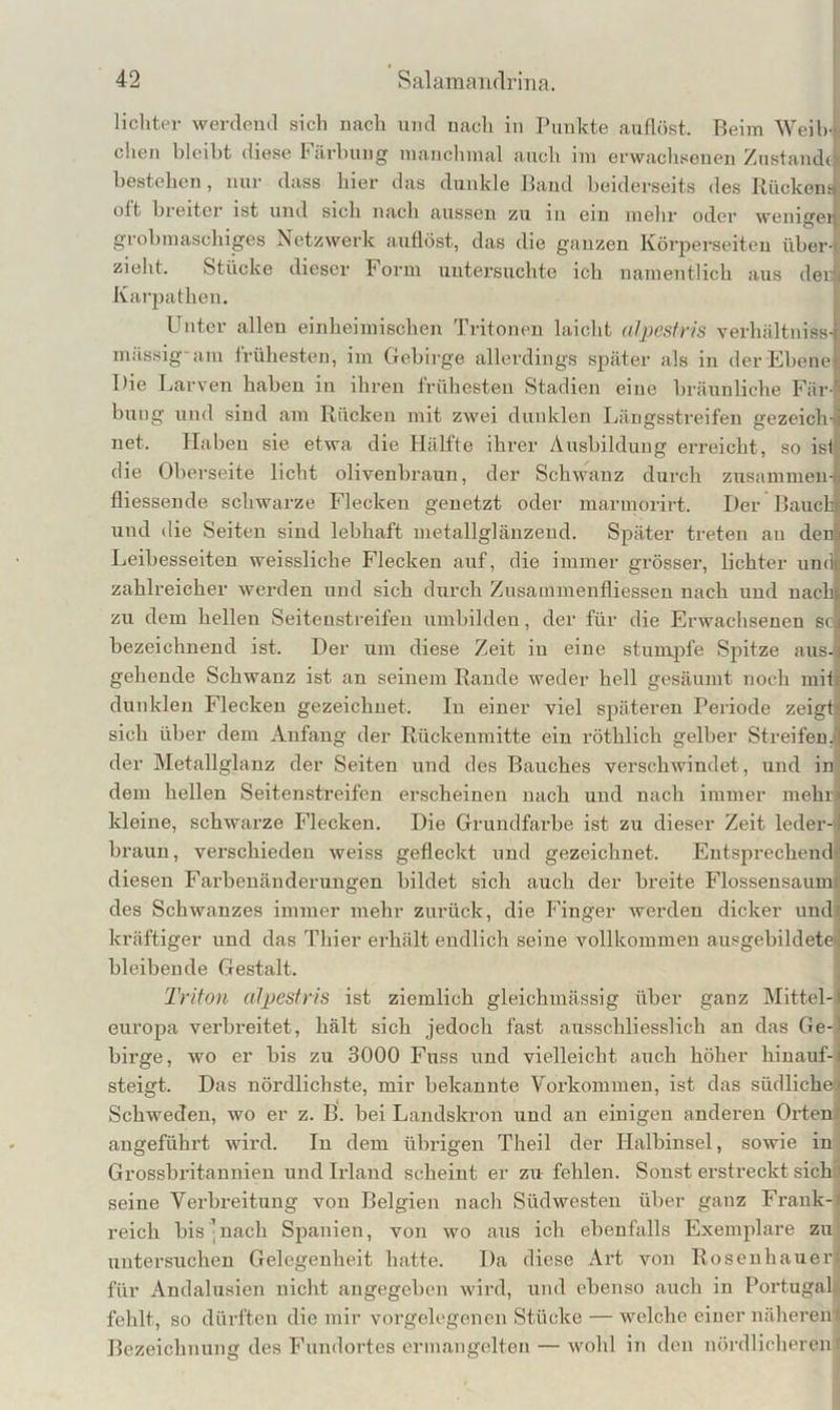 lichter werfleiul sich nach und nach in Punkte auflöst. Beim Weib- chen bleibt diese Färbung manchmal auch im erwachsenen Zustaiuk bestehen, nur dass hier das dunkle Baud beiderseits des Piückeiif-i oft breiter ist und sich nach aussen zu in ein mehr oder wenigei grobmaschiges Netzwerk auflöst, das die ganzen Körperseiteu über- zieht. Stücke dieser Form untersuchte ich namentlich aus der Karpathen. Unter allen einheimischen Tritonen laicht alpestris verhiiltiiiss- mässig-ani frühesten, im Gebirge allerdings später als in der Ebene Die Larven haben in ihren frühesten Stadien eine bräunliche Fär- bung und sind am Rücken mit zwei dunklen Längsstreifen gezeich-J net. Haben sie etwa die Hälfte ihrer Ausbildung erreicht, so ist- die Oberseite licht olivenbraun, der Schwanz durch zusaninien- fliessende schwarze Flecken genetzt oder marmorirt. Der Bauch und die Seiten sind lebhaft metallglänzeud. Später treten an den Leibesseiten weissliche Flecken auf, die immer grösser, lichter und zahlreicher werden und sich durch Zusammenfliesseu nach und nach zu dem hellen Seitenstreifen umbilden, der für die Erwaclisenen sc bezeichnend ist. Der um diese Zeit in eine stumpfe Spitze aus- gehende Schwanz ist au seinem Rande weder hell gesäumt noch iiiiii dunklen Flecken gezeichnet. In einer viel späteren Periode zeigtji sich über dem Anfang der Rückenmitte ein röthlich gelber Streifen.*! der Metallglauz der Seiten und des Bauches verschwindet, und in dem hellen Seitenstreifen erscheinen nach und nach immer mehn kleine, schwarze Flecken. Die Grundfarbe ist zu dieser Zeit leder->l braun, verschieden weiss gefleckt und gezeichnet. Entsprechend' diesen Farbenändernngen bildet sich auch der breite Flosseusaumr des Schwanzes immer mehr zurück, die Finger werden dicker undi kräftiger und das Thier erhält endlich seine vollkommen ausgebildeteij bleibende Gestalt. 1 Tvlton alpestris ist ziemlich gleichmässig über ganz Mittel-f europa verbreitet, hält sich jedoch fast ausschliesslich an das Ge-1 birge, wo er bis zu 3000 Fuss und vielleicht auch höher hinauf-i steigt. Das nördlichste, mir bekannte Vorkommen, ist das südliche| Schweden, wo er z. B. bei Landskron iind an einigen anderen Ortenf angeführt wird. In dem übrigen Theil der Halbinsel, sowie in Grossbritannien und Irland scheint er zu fehlen. Sonst erstreckt sich' seine Verbreitung von Belgien nach Südwesten über ganz Frank-i reich bis’nach Spanien, von wo aus ich ebenfalls Exemplare zu untersuchen Gelegenheit hatte. Da diese Art von Rosenhaueri für Andalusien nicht angegeben wird, und ebenso auch in Portugal^ fehlt, so dürften die mir vorgelegenen Stücke — welche einer näherem Bezeichnung des Fundortes ermangelten — wohl in den nördlicheren'f