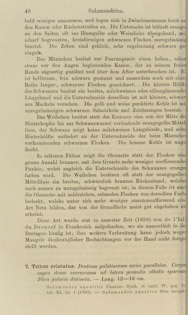 bald weniger zusammen, und legen sich in Zwischenräumen breit ai / den Kamm oder Rückenstreifen an. Die Unterseite ist lebhaft orangef. an den Seiten oft ins Blassgelbe oder Weissllche übergehend, mi; scharf begrenzten, kreisförmigen schwarzen Flecken. unregelmässigj besetzt. Die Zehen sind geblich, sehr regelmässig schwarz ge ringelt. Das Männchen besitzt zur Paarungszeit einen hohen, schoi •) etwas vor den Augen beginnenden Kamm, der an seinem freiei^- Rande sägeartig gezähnt und über dem After unterbrochen ist. Ej ist hellbraiin, fein schwarz gesäumt und ausserdem noch mit eineji' Reihe langer, schwarzer Flecken gezeichnet. Die hintere Ilälfty; des Schwanzes besitzt ein breites, milchweisses oder silberglänzende« Längsband und die Unterschneide desselben ist mit kleinen, schwarjf zen Mackein versehen. Die gelb und weiss punktirte Kehle ist mij unregelmässigen schwarzen Schnörkeln und Zeichnungen besetzt. Das Weibchen besitzt statt des Kammes eine von der Mitte dej' Ilinterkopfes bis zur Schwauzwurzel verlaufende orangegelbe Mitteljj linie, der Schwanz zeigt keine milchweisse Längsbinde, und sein f Hiuterhälfte entbehrt an der Unterschneide der beim Männchei) vorkommenden schwarzen Flecken. Die braune Kehle ist unge l fleckt. In seltenen Fällen zeigt die Oberseite statt der Flecken ein» grosse Anzahl brauner, mit dem Grunde mehr weniger verfliessendeji Punkte, wobei zugleich die Unterschueide des Schwanzes orangen färben wird. Die Wqibchen besitzen oft statt der orangegelbe] 1 Mittellinie ein breites, schwärzlich braunes Rückenband, welchef; nach aussen zu iinregelmässig begrenzt ist; in diesem Falle ist auc a die Oberseite mit zahlreichen, schmalen Flecken von derselben Farbß bedeckt, welche unter sich mehr weniger ^zusammenfliessend ein» Art Netz bilden, das von der Grundfarbe meist gut abgehoben er i scheint. Diese Art wurde erst in neuester Zeit (1858) von de l’lsll du Drenoef in Frankreich aufgefunden, wo sie namentlich in de; Bretagne häufig ist; ihre weitere Verbreitung kann jedoch wegejjC Mangels diesbezüglicher Beobachtungen vor der Hand nicht lestgel- stellt werden. 7. Triton cristatus: Dentncm palatinorum series parallelac. Corpi^ supra dense verrucosum ad latcra gramdis alhidis sparsuv\ riica gtdaris disiincta. — Long. 12—16 cm. S a 1 am a II (1 r ii aquatili.«; Camerar. Syml). et omM. IV, pas;. 7lj tab. XI, fijj. 1 (1590). — Salamanclra aquatica Seba locuplej