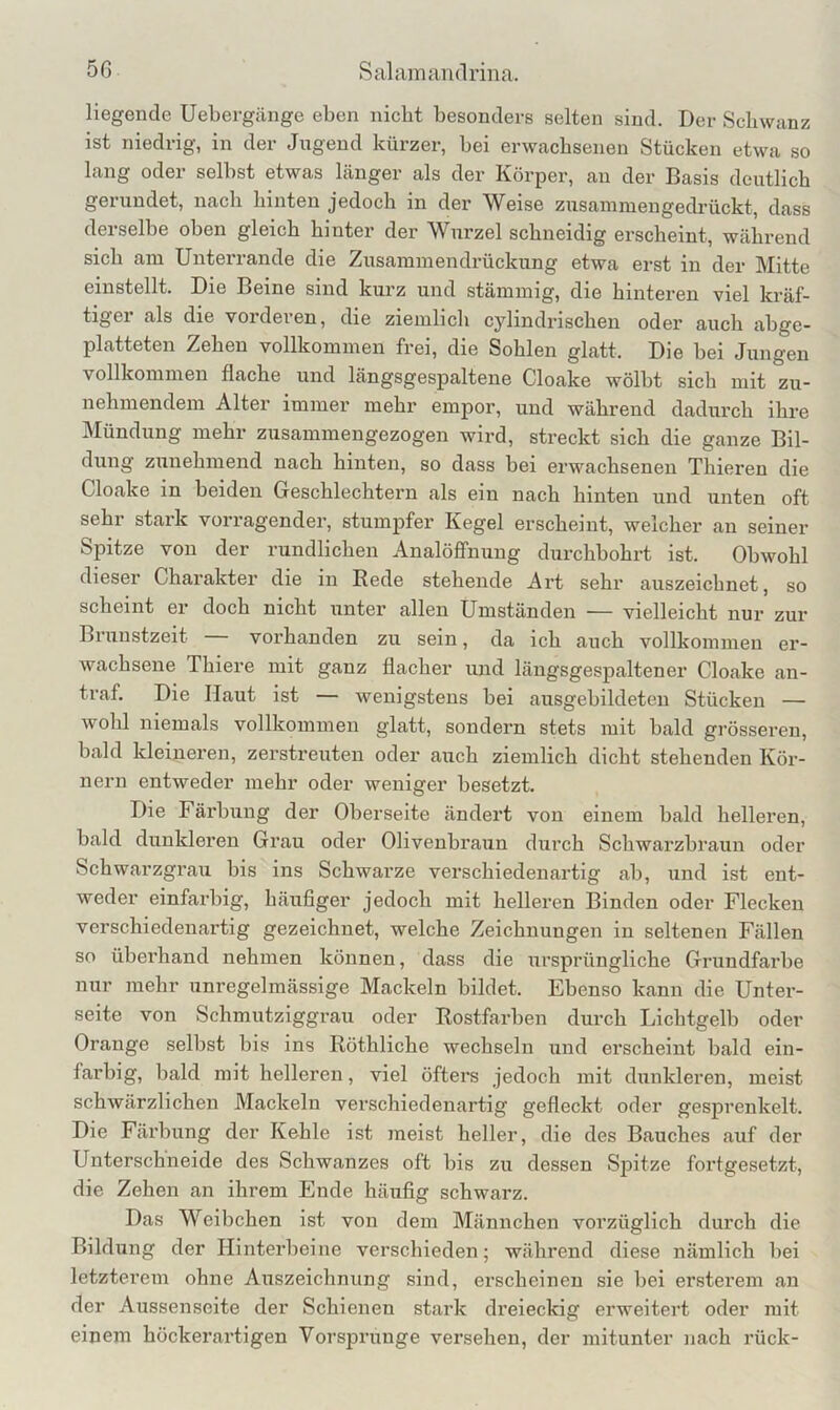 50 Sal am an (Irina. liegende Uebergänge eben nicht besonders selten sind. Der Schwanz ist niedrig, in der Jagend kürzer, bei erwachsenen Stücken etwa so lang oder selbst etwas länger als der Körper, an der Basis deutlich gerundet, nach hinten jedoch in der Weise zusammen gedrückt, dass derselbe oben gleich hinter der Wurzel schneidig erscheint, während sich am Unterrande die Zusammendi’ückung etwa erst in der Mitte einstellt. Die Beine sind kurz und stämmig, die hinteren viel kräf- tiger als die vorderen, die ziemlicli cylindrischen oder auch abge- platteten Zehen vollkommen frei, die Sohlen glatt. Die bei Jungen vollkommen flache und längsgespaltene Cloake wölbt sich mit zu- nehmendem Alter immer mehr empor, und während dadurch ihre Mündung mehr zusammengezogen wird, streckt sich die ganze Bil- dung zunehmend nach hinten, so dass bei erwachsenen Thieren die Cloake in beiden Geschlechtern als ein nach hinten und unten oft sehr stark vorragender, stumpfer Kegel erscheint, welcher au seiner Spitze von der rundlichen Analöffnung durchbohrt ist. Obwohl dieser Charakter die in Rede stehende Art sehr auszeicbnet, so scheint er doch nicht unter allen Umständen — vielleicht nur zur Brunstzeit vorhanden zu sein, da ich auch vollkommen er- wachsene Thiere mit ganz flacher und längsgespaltener Cloake an- traf. Die Haut ist — wenigstens bei ausgebildeten Stücken — wohl niemals vollkommen glatt, sondern stets mit bald grösseren, bald kleineren, zerstreuten oder auch ziemlich dicht stehenden Kör- nern entweder mehr oder weniger besetzt. Die Färbung der Oberseite ändert von einem bald helleren, bald dunkleren Grau oder Olivenbraun durch Schwarzbraun oder Schwarzgrau bis ins Schwarze verschiedenartig ab, und ist ent- weder einfarbig, häufiger jedoch mit helleren Binden oder Flecken verschiedenartig gezeichnet, welche Zeichnungen in seltenen Fällen so überhand nehmen können, dass die ursprüngliche Grundfarbe nur mehr unregelmässige Mackein bildet. Ebenso kann die Unter- seite von Schmutziggrau oder Rostfarben durch Lichtgelb oder Orange selbst bis ins Röthliche wechseln und erscheint bald ein- farbig, bald mit helleren, viel öfters jedoch mit dunkleren, meist schwärzlichen Mackein verschiedenartig gefleckt oder gesprenkelt. Die Färbung der Kehle ist meist heller, die des Bauches auf der Unterschneide des Schwanzes oft bis zu dessen Sjjitze fortgesetzt, die Zehen an ihrem Ende häufig schwarz. Das Weibchen ist von dem Männchen vorzüglich durch die Bildung der Hinterbeine verschieden; während diese nämlich bei letzterem ohne Auszeichnung sind, erscheinen sie bei ersterem an der Aussenseite der Schienen stark dreieckig erweitert oder mit einem höckerartigen Vorsjarunge versehen, der mitunter nach rück-