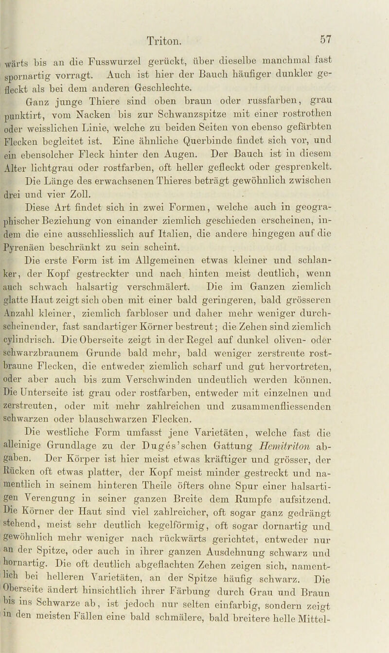 wärts bis an die Fuss Wurzel gerückt, über dieselbe manch mal fast sporuartig vorragt. Auch ist hier der Bauch häufiger dunkler ge- fleckt als bei dem anderen Geschlechte. Ganz junge Thiere sind oben braun oder russfarben, grau punktirt, vom Nacken bis zur Schwanzspitze mit einer rostrothen oder weisslichen Linie, welche zu beiden Seiten von ebenso gefärbten Flecken begleitet ist. Eine ähnliche Querbinde findet sich vor, und ein ebensolcher Fleck hinter den Augen. Der Bauch ist in diesem Alter lichtgrau oder rostfarben, oft heller gefleckt oder gesprenkelt. Die Länge des erwachsenen Thieres beti'ägt gewöhnlich zwischen drei und vier Zoll. Diese Art findet sich in zwei Formen, welche auch in geogra- phischer Beziehung von einander ziemlich geschieden erscheinen, in- dem die eine ausschliesslich auf Italien, die andere hingegen aiif die Pyrenäen beschränkt zu sein scheint. Die erste Form ist im Allgemeinen etwas kleiner und schlan- ker, der Kopf gestreckter und nach hinten meist deutlich, wenn auch schwach halsartig verschmälert. Die im Ganzen ziemlich glatte Haut zeigt sich oben mit einer bald geringeren, bald grösseren .Vnzahl kleiner, ziemlich farbloser und daher mehr weniger durch- scheinender, fast sandartiger Körner bestreut; die Zehen sind ziemlich cylindrisch. Die Oberseite zeigt in der Regel auf dunkel oliven- oder schwarzbi’aunem Grunde bald mehr, bald weniger zerstreute rost- braune Flecken, die entweder ziemlich scharf und gut hervortreten, oder aber auch bis zum Vex’schwinden undeutlich werden können. Die Unterseite ist grau oder rostfarben, entweder mit einzelnen und zerstreuten, oder mit mehr zahlreichen und zusammenfliessenden schwarzen oder blauschwarzen Flecken. Die westliche Form umfasst jene Varietäten, welche fast die alleinige Grundlage zu der Duges’sehen Gattung Hemitriton ab- gaben. Der Körjxer ist hier meist etwas kräftiger und grösser, der Rücken oft etwas platter, der Kopf meist minder gestreckt und na- mentlich in seinem hinteren Theile öfters ohne Spur einer halsarti- gen Verengung in seiner ganzen Breite dem Rumpfe aufsitzend. Bie Körner der Haut sind viel zahlreicher, oft sogar ganz gedrängt stehend, meist sehr deutlich kegelförmig, oft sogar dornartig und gewöhnlich mehr weniger nach rückwärts gerichtet, entweder nur an der Spitze, oder auch in ihrer ganzen Ausdehnung schwarz und hornartig. Die oft deutlich abgeflachten Zehen zeigen sich, nament- lich bei helleren Varietäten, an der Spitze häufig schwarz. Die Oberseite ändert hinsichtlich ihrer Färbung durch Grau und Braun bis ms Schwarze ab, ist jedoch nur selten einfarbig, sondern zeigt in den meisten Fällen eine bald schmälere, bald breitere helle Mittel-